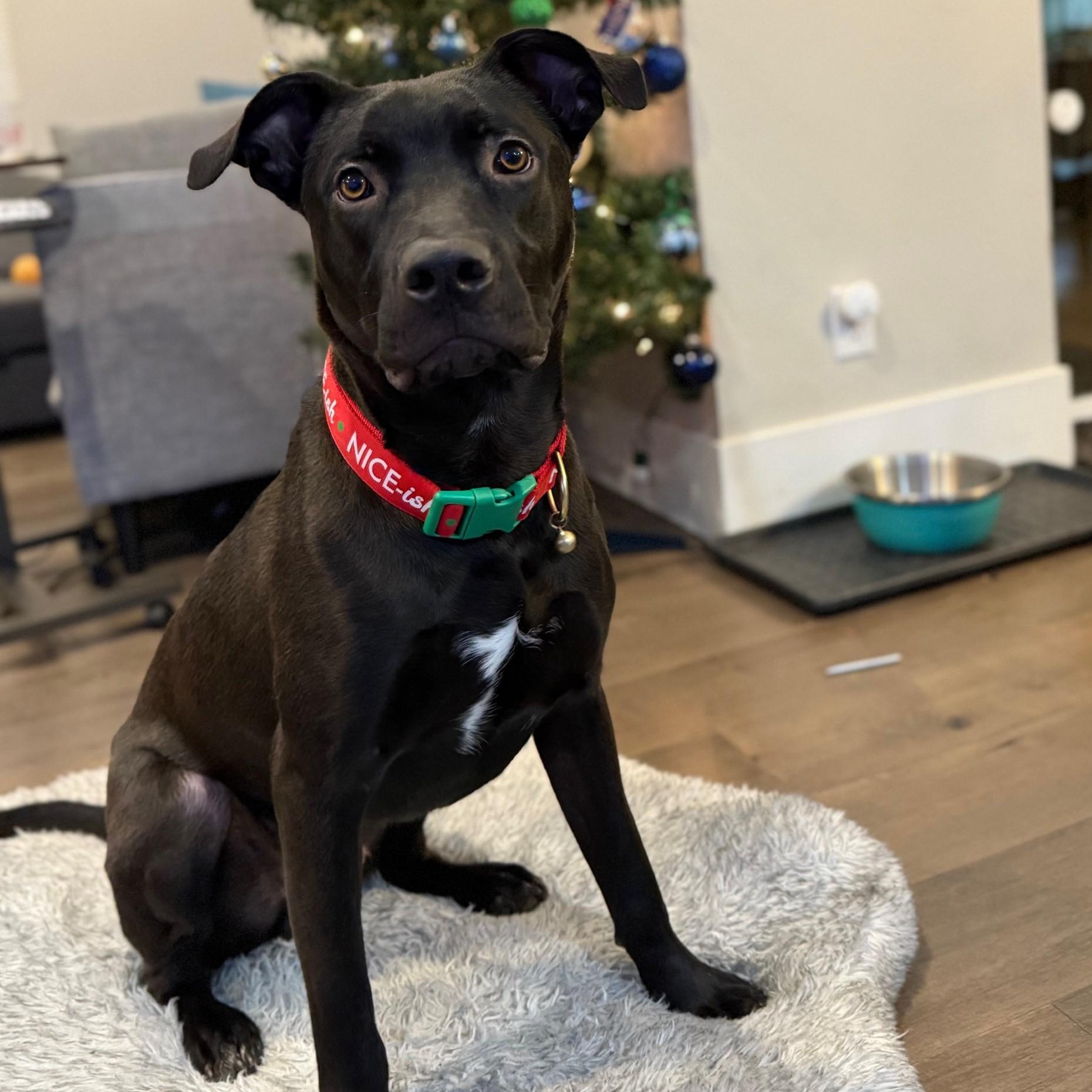 Enlarge Onyx - Active Buddy! Needs Foster - let's get him out of the kennel!, a Adoptable mixed breed in Seattle, WA image 2/6