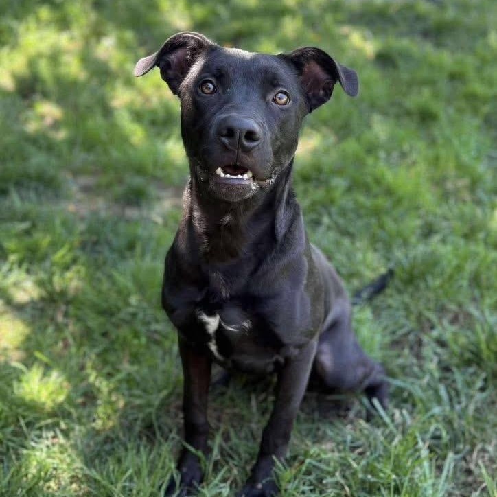 Onyx - Handsome Pup Needs Foster!