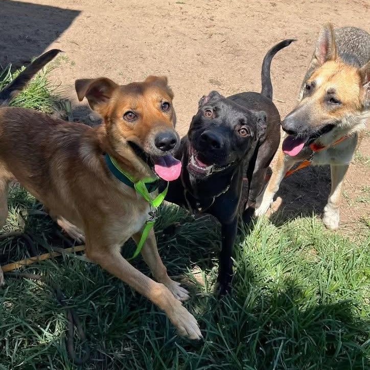 Onyx - Handsome Pup Needs Foster!