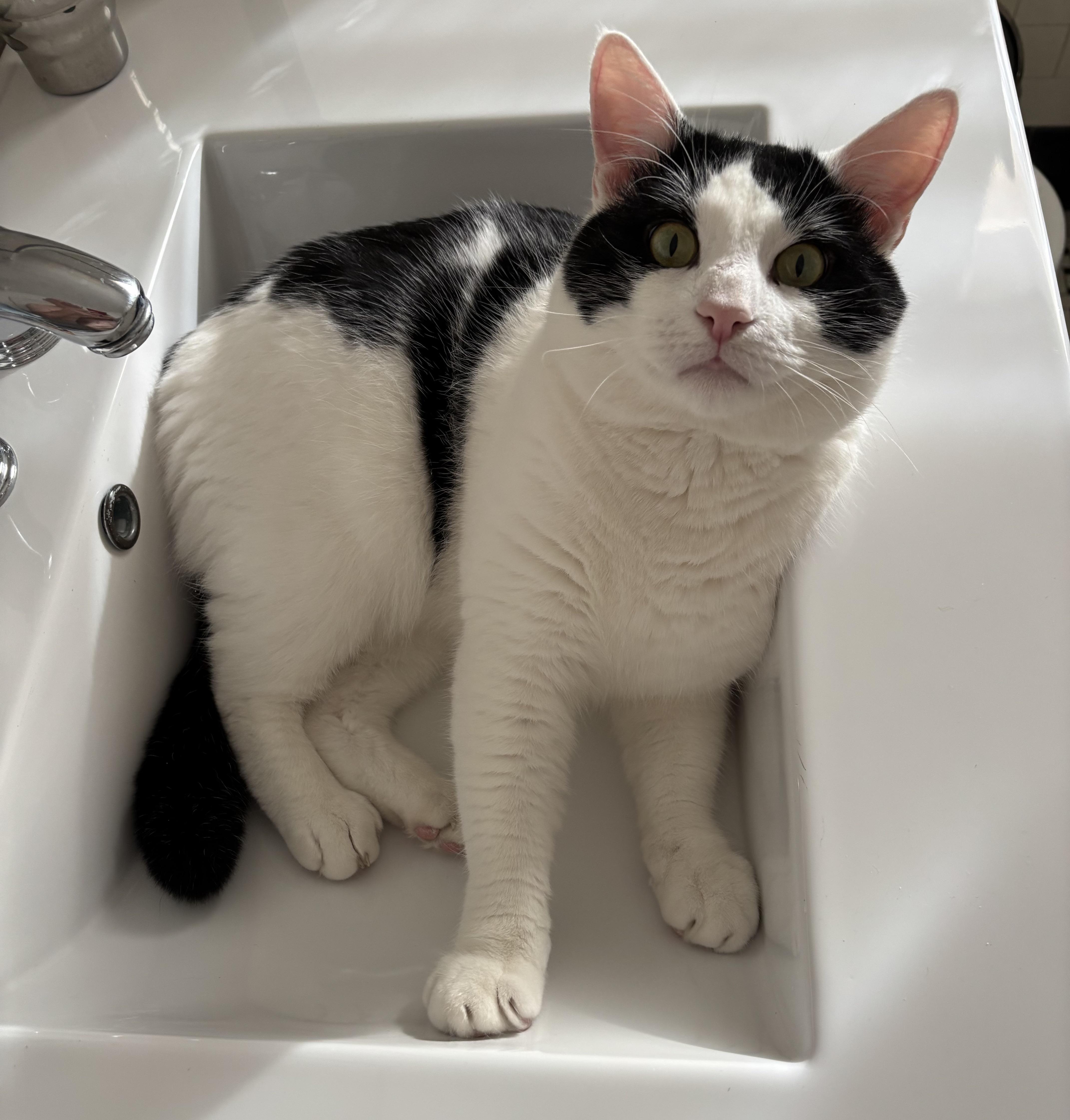 Captain, Adult Male Domestic Short Hair