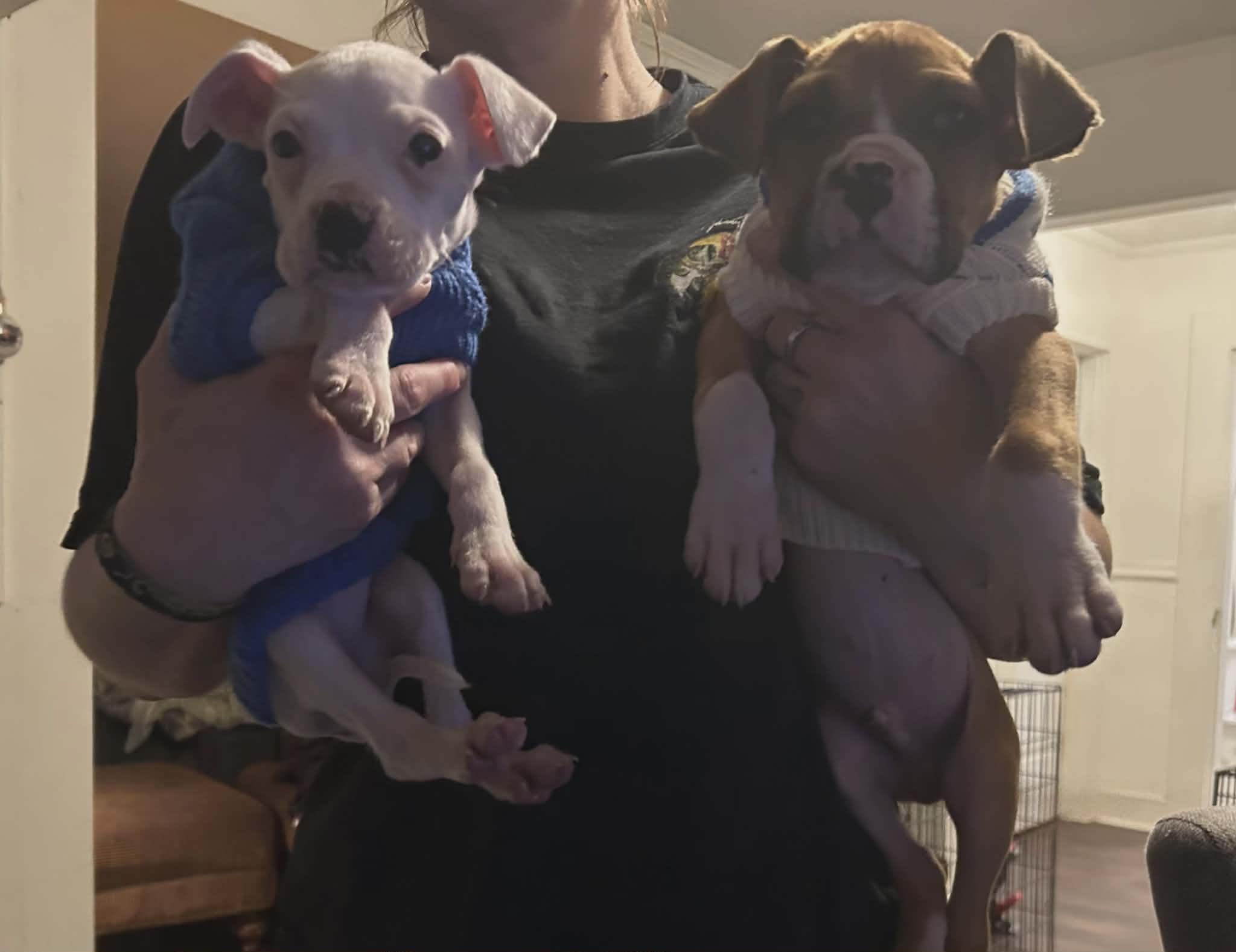 Enlarge Mina, a Adoptable mixed breed in Smithfield, RI image 4/5