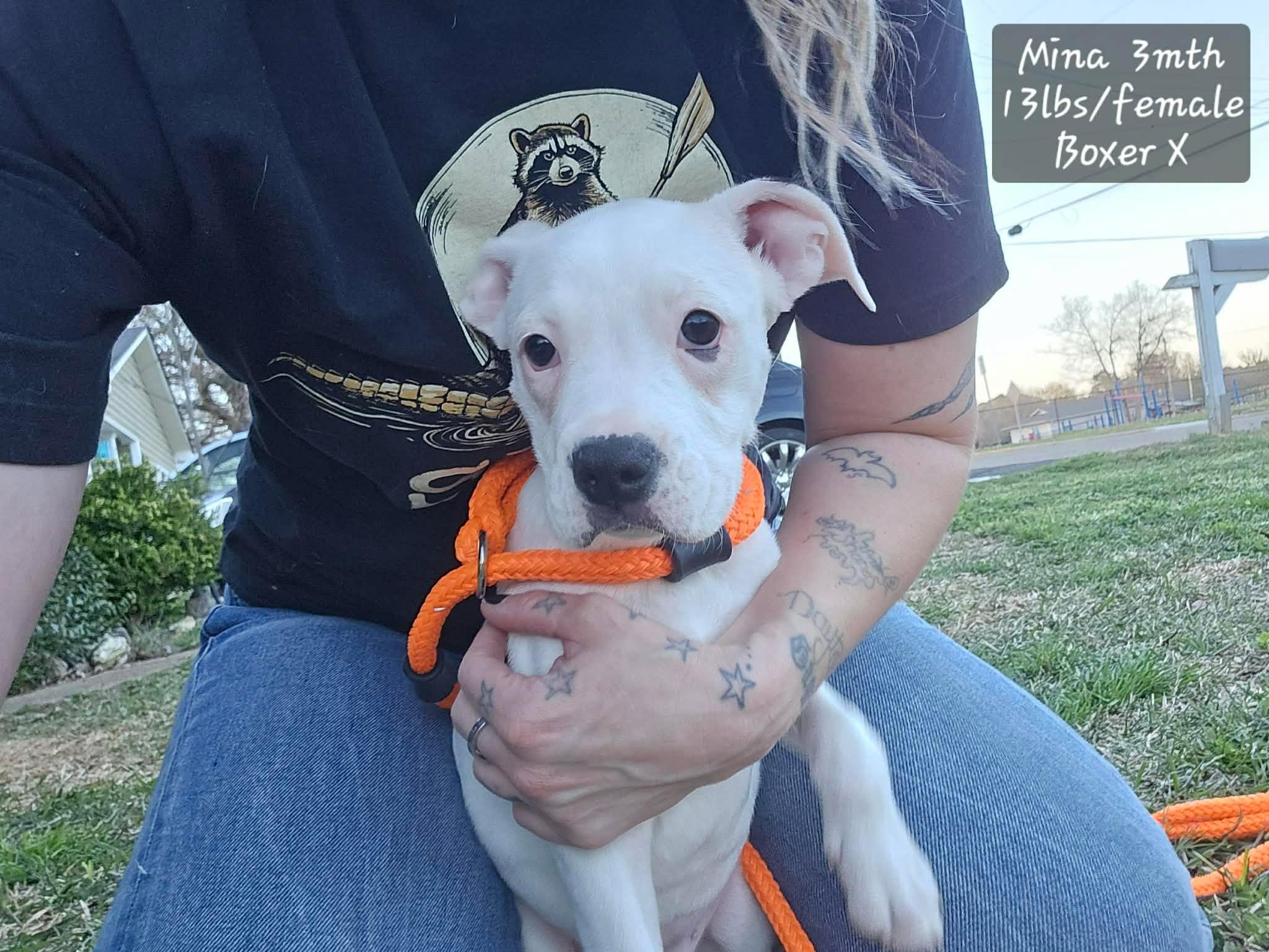 Enlarge Mina, a Adoptable mixed breed in Smithfield, RI image 2/5