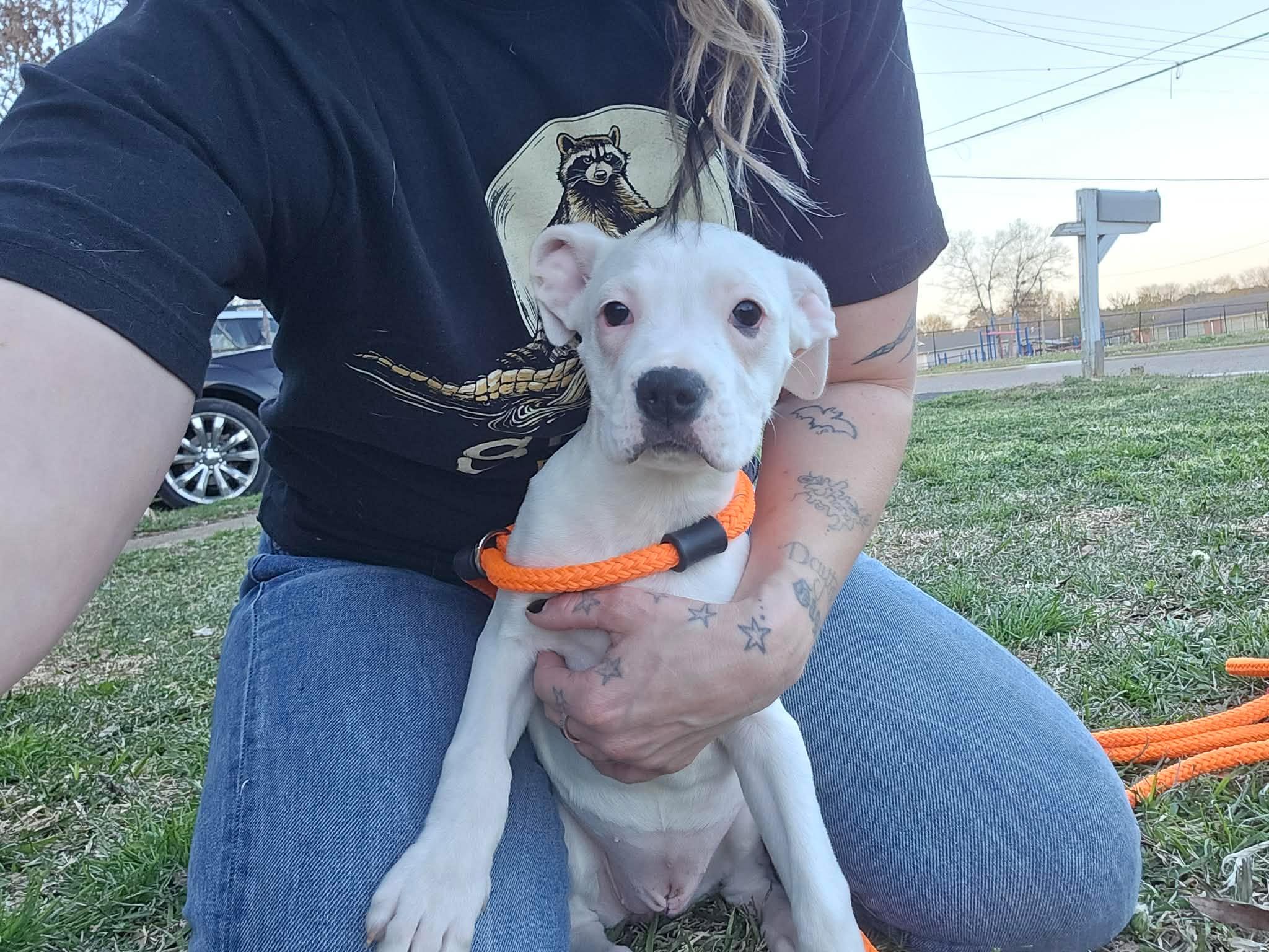 Enlarge Mina, a Adoptable mixed breed in Smithfield, RI image 3/5