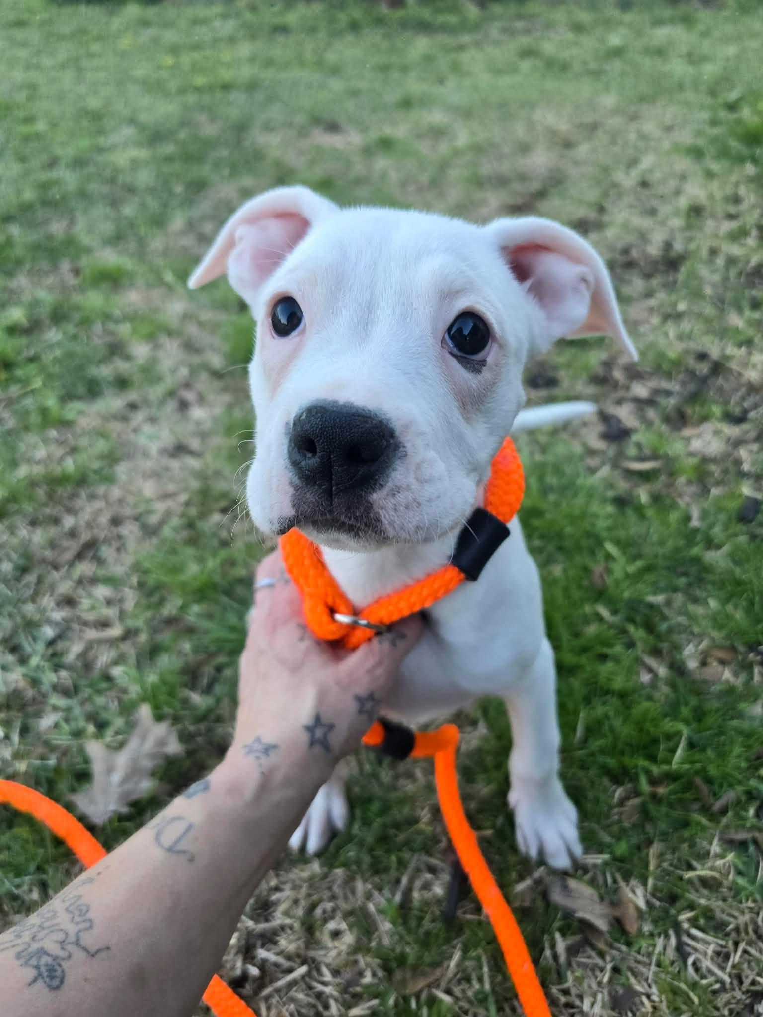 Enlarge Mina, a Adoptable mixed breed in Smithfield, RI image 1/5