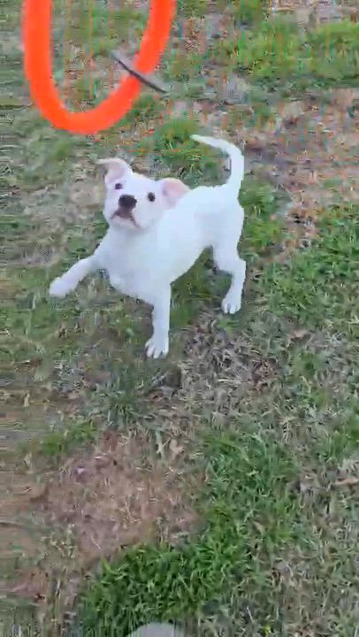 Enlarge Mina, a Adoptable mixed breed in Smithfield, RI video 5/5