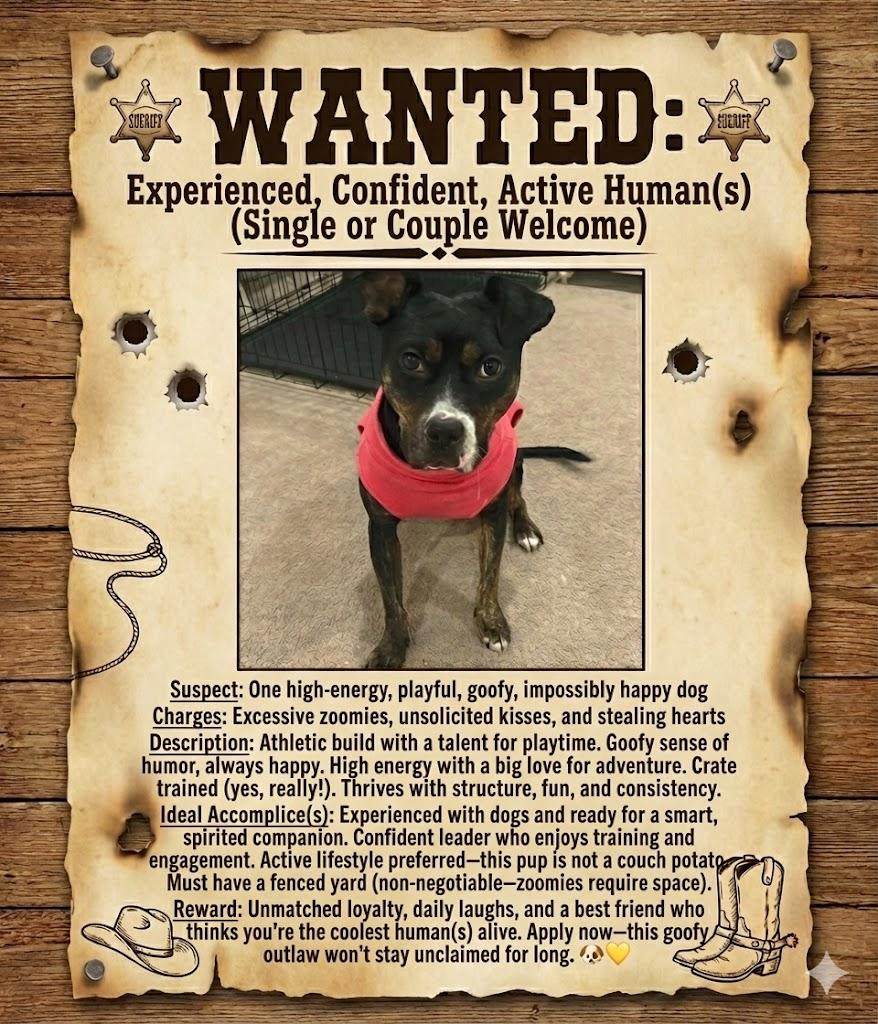 Enlarge GinGin, a Adoptable mixed breed in chevy chase, MD image 2/6