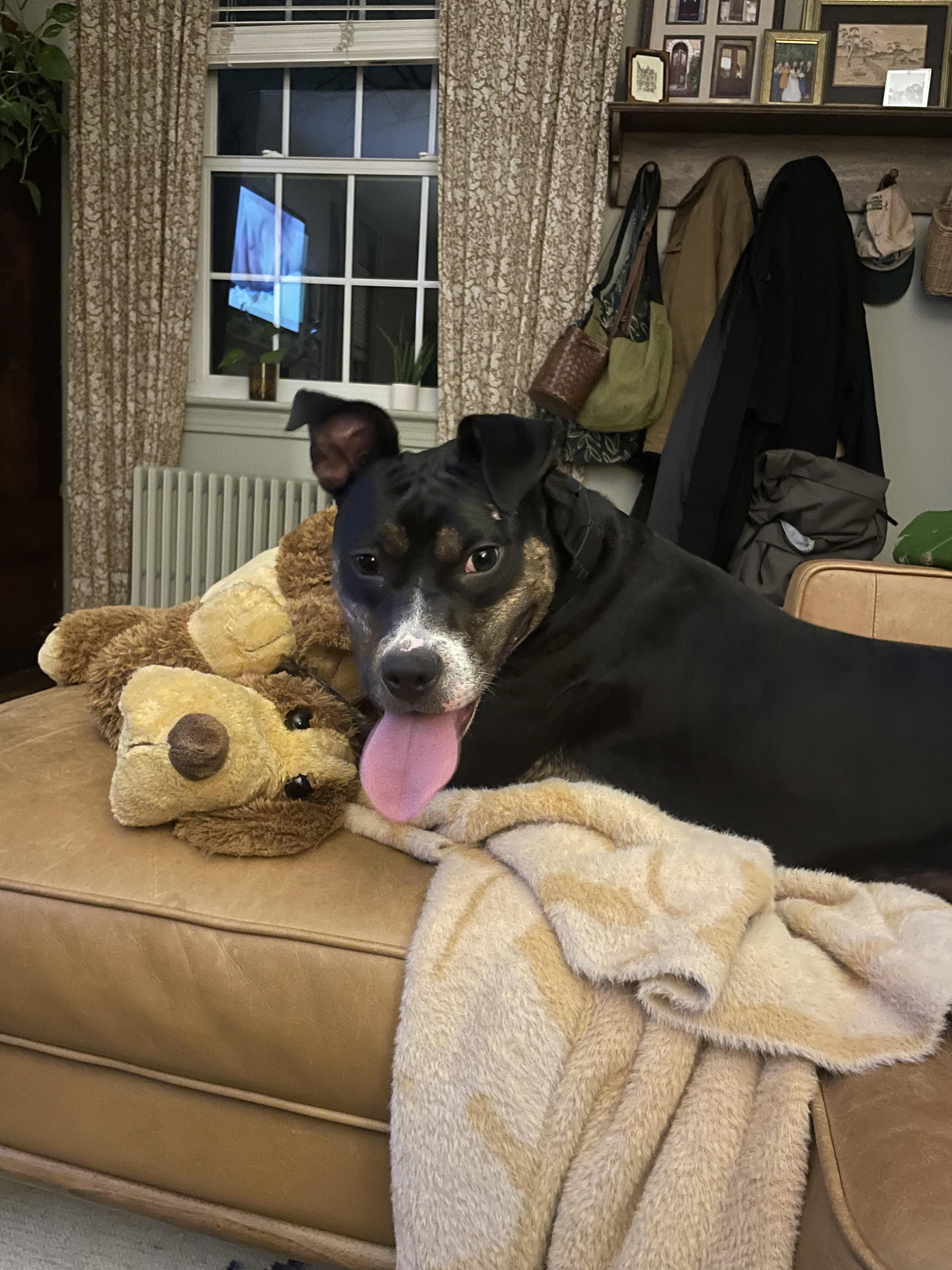 Enlarge GinGin, a Adoptable mixed breed in chevy chase, MD image 4/6