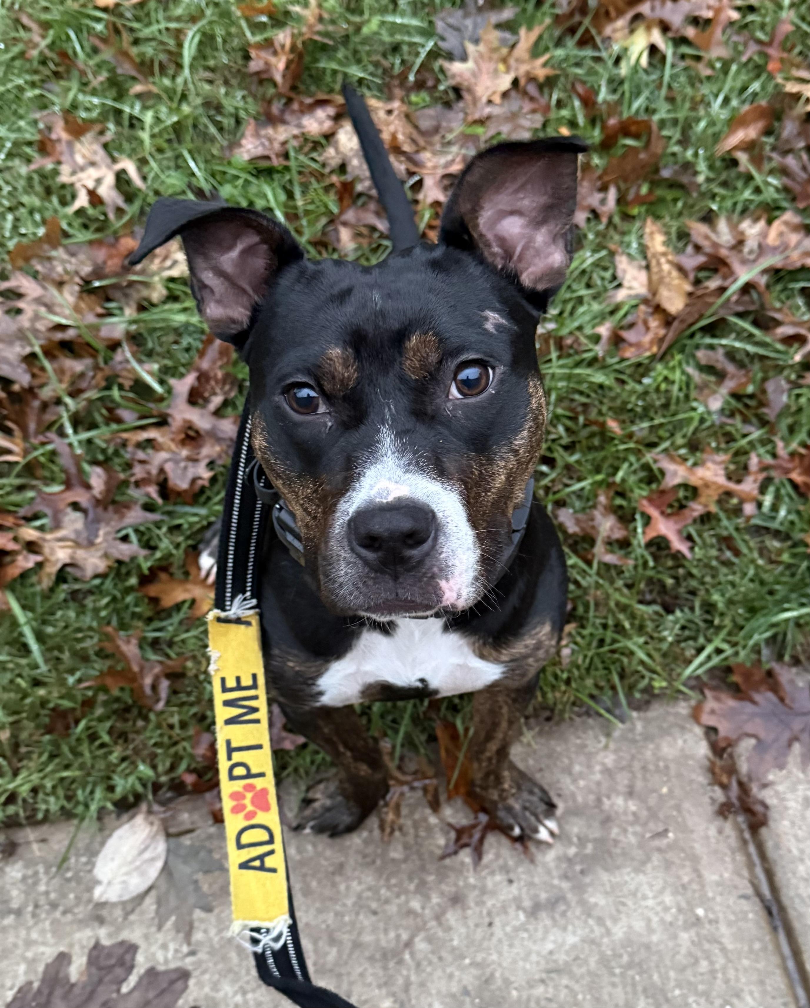 Enlarge GinGin, a Adoptable mixed breed in chevy chase, MD image 1/6