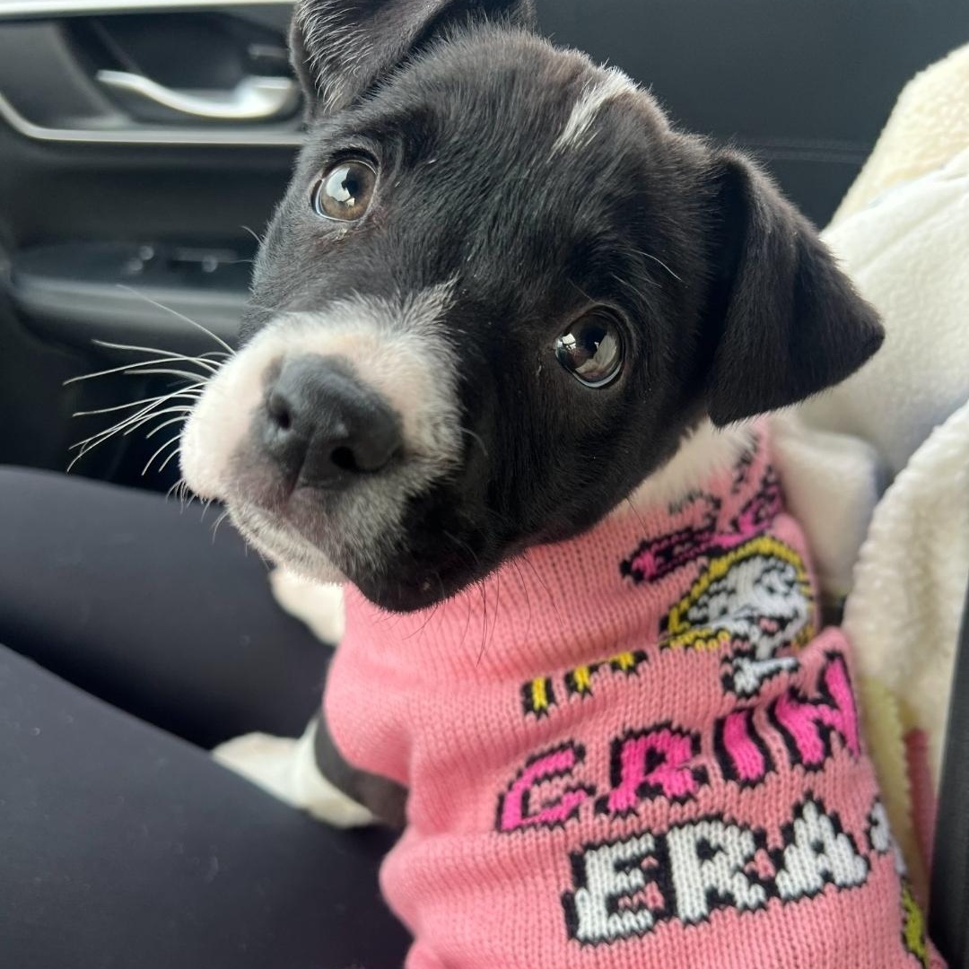 Ellie, ADOPTABLE, Puppy Female American Staffordshire Terrier & Pit Bull Terrier.