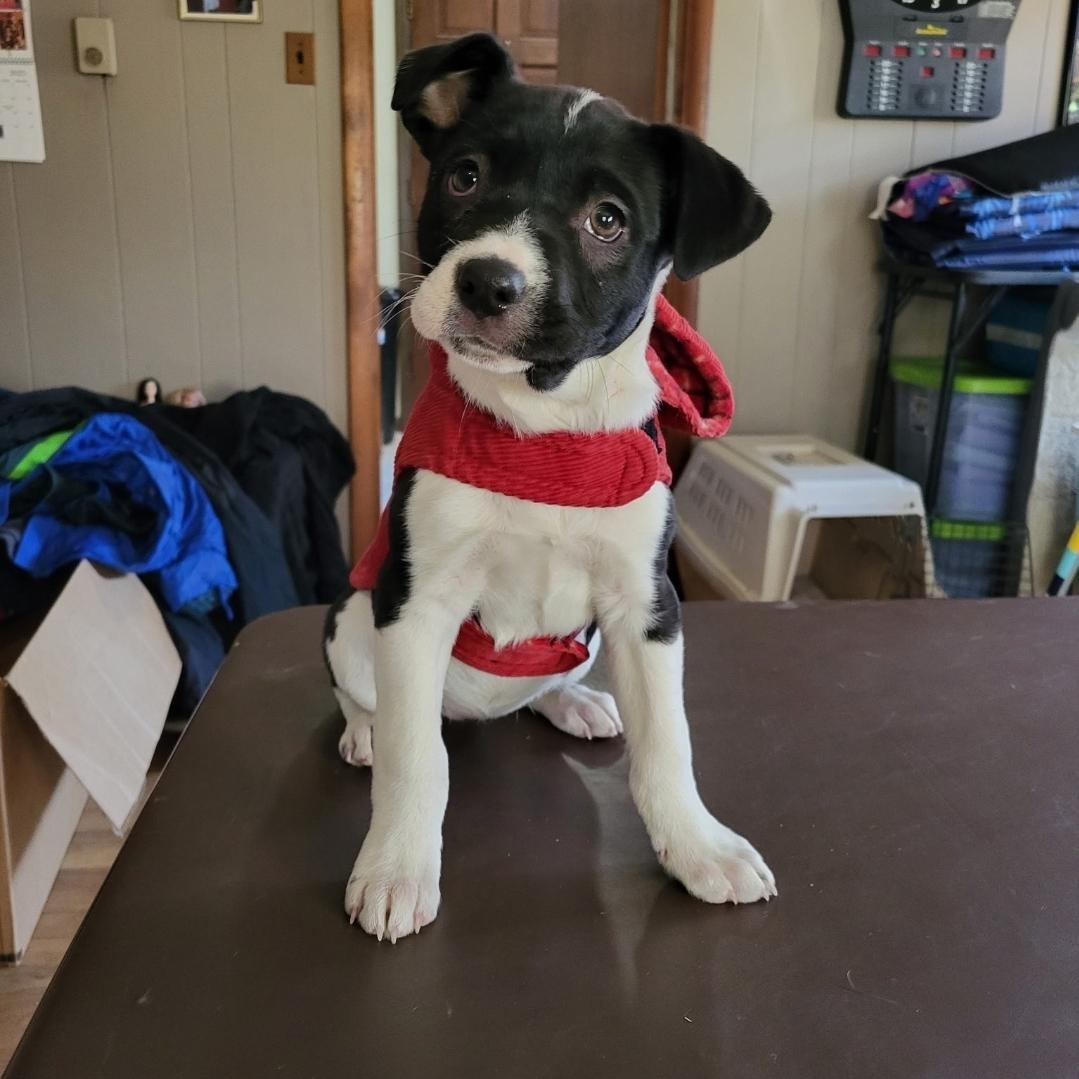 Enlarge Ellie, a ADOPTABLE mixed breed in Colonial Heights, VA image 2/3