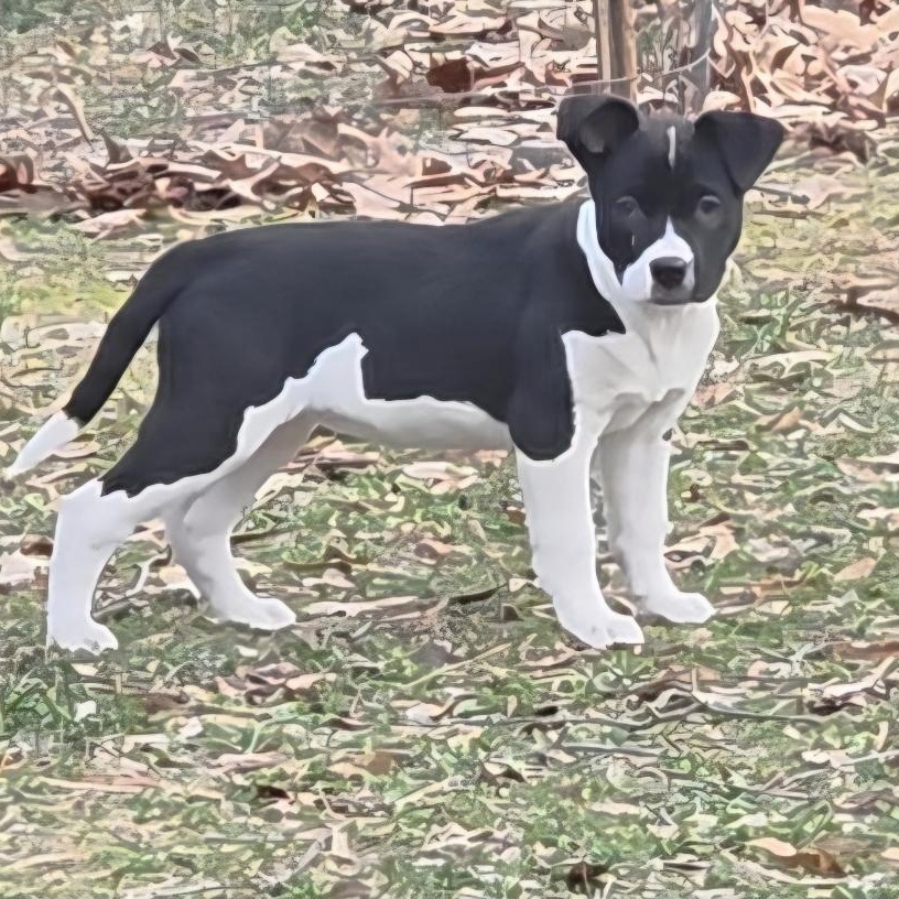 Enlarge Ellie, a ADOPTABLE mixed breed in Colonial Heights, VA image 3/3