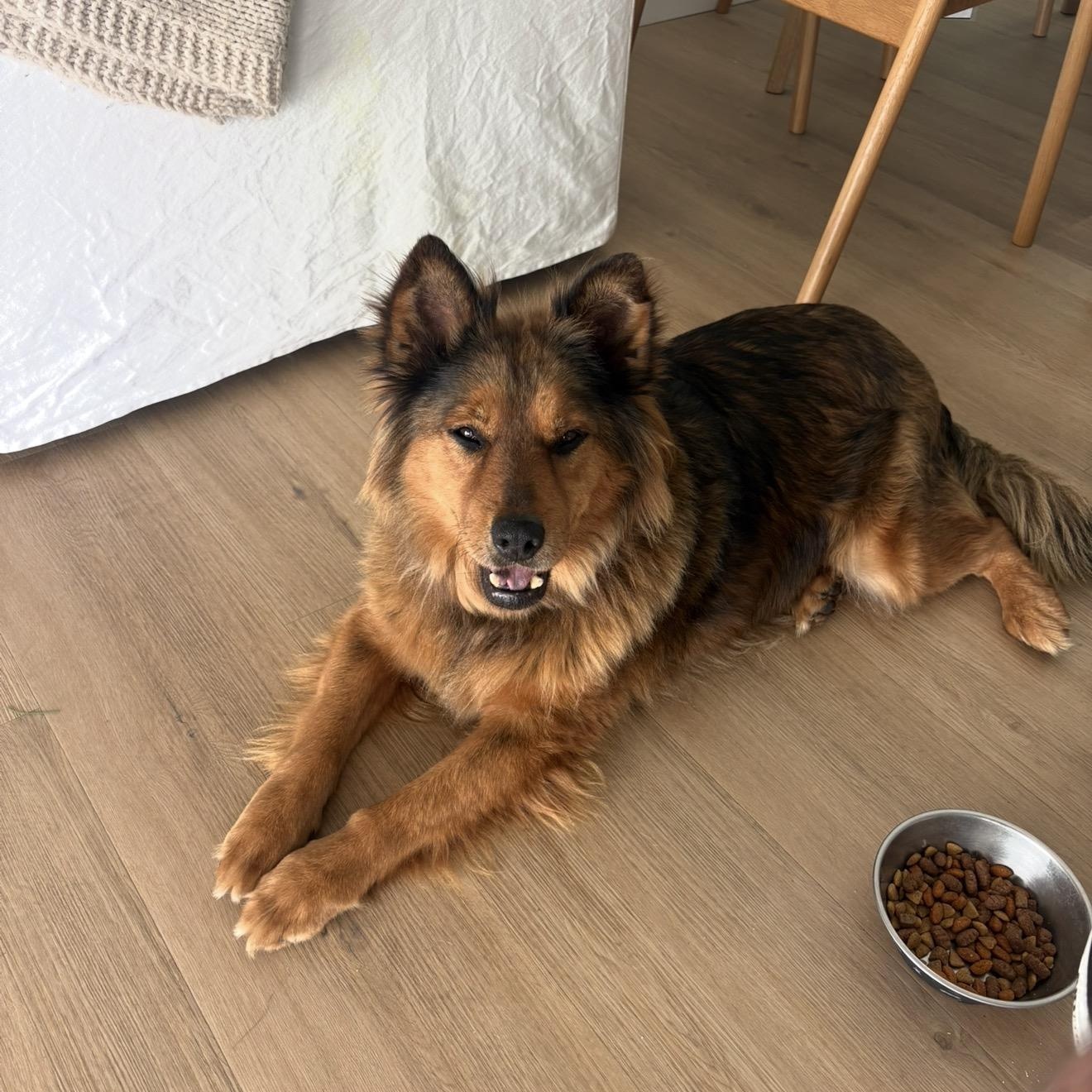 Coco, a Adoptable mixed breed in San Diego, CA image 2/5