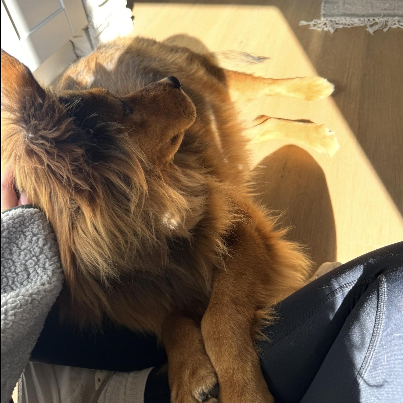 Coco, a Adoptable mixed breed in San Diego, CA image 4/5