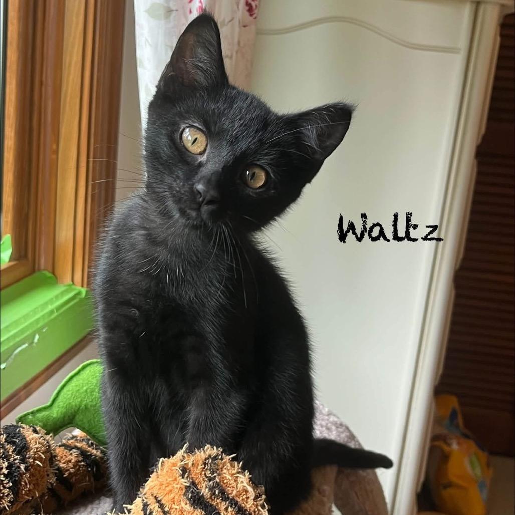 Waltz, Adoptable, Kitten Female Domestic Short Hair.