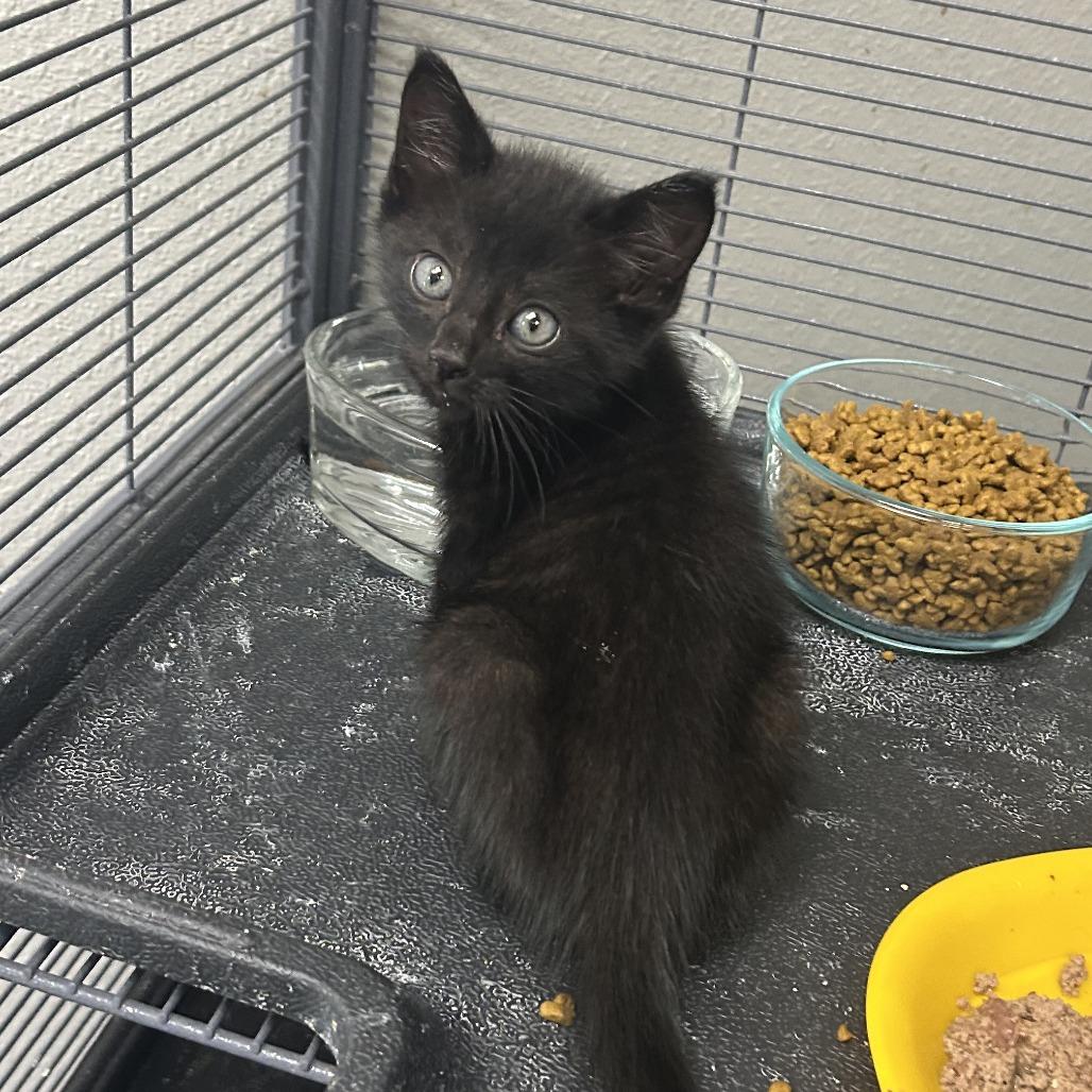 Enlarge Waltz, a Adoptable Domestic Short Hair in Hannibal, MO image 2/2