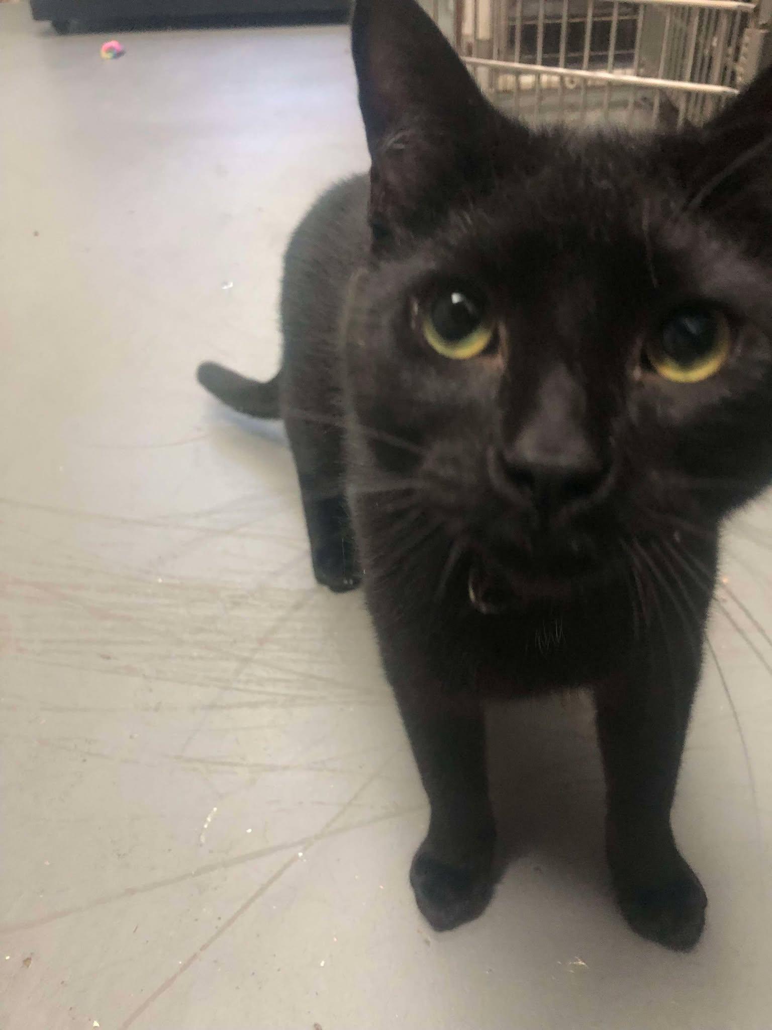 Enlarge Baja - Goofy Boy waiting patiently!, an adopted Domestic Short Hair in Lake Hopatcong, NJ image 1/6