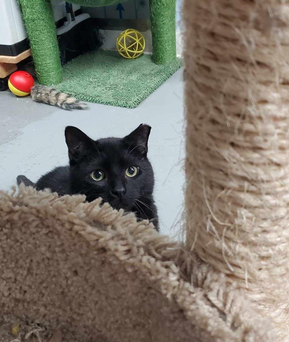 Enlarge Baja - Goofy Boy waiting patiently!, an adopted Domestic Short Hair in Lake Hopatcong, NJ image 2/6