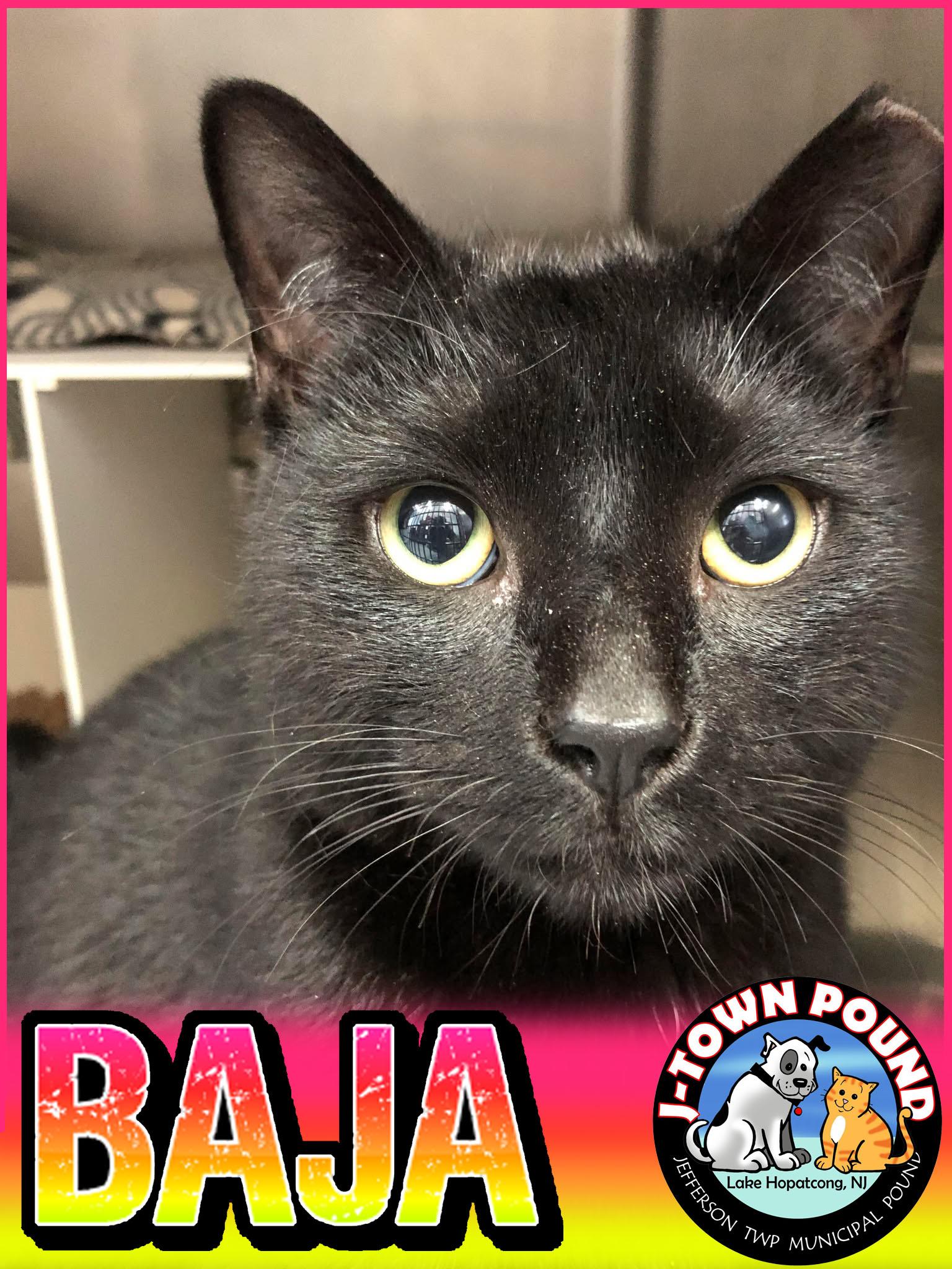 Enlarge Baja - Goofy Boy waiting patiently!, an adopted Domestic Short Hair in Lake Hopatcong, NJ image 3/6