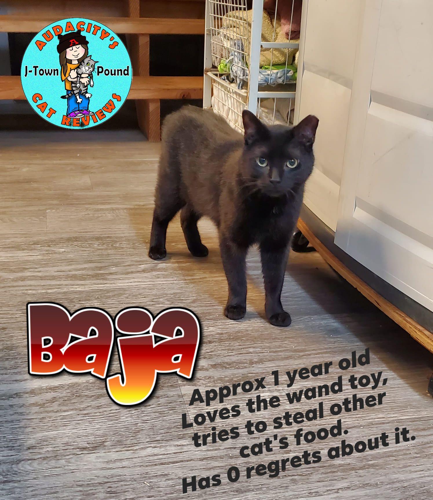 Enlarge Baja - Goofy Boy waiting patiently!, an adopted Domestic Short Hair in Lake Hopatcong, NJ image 4/6