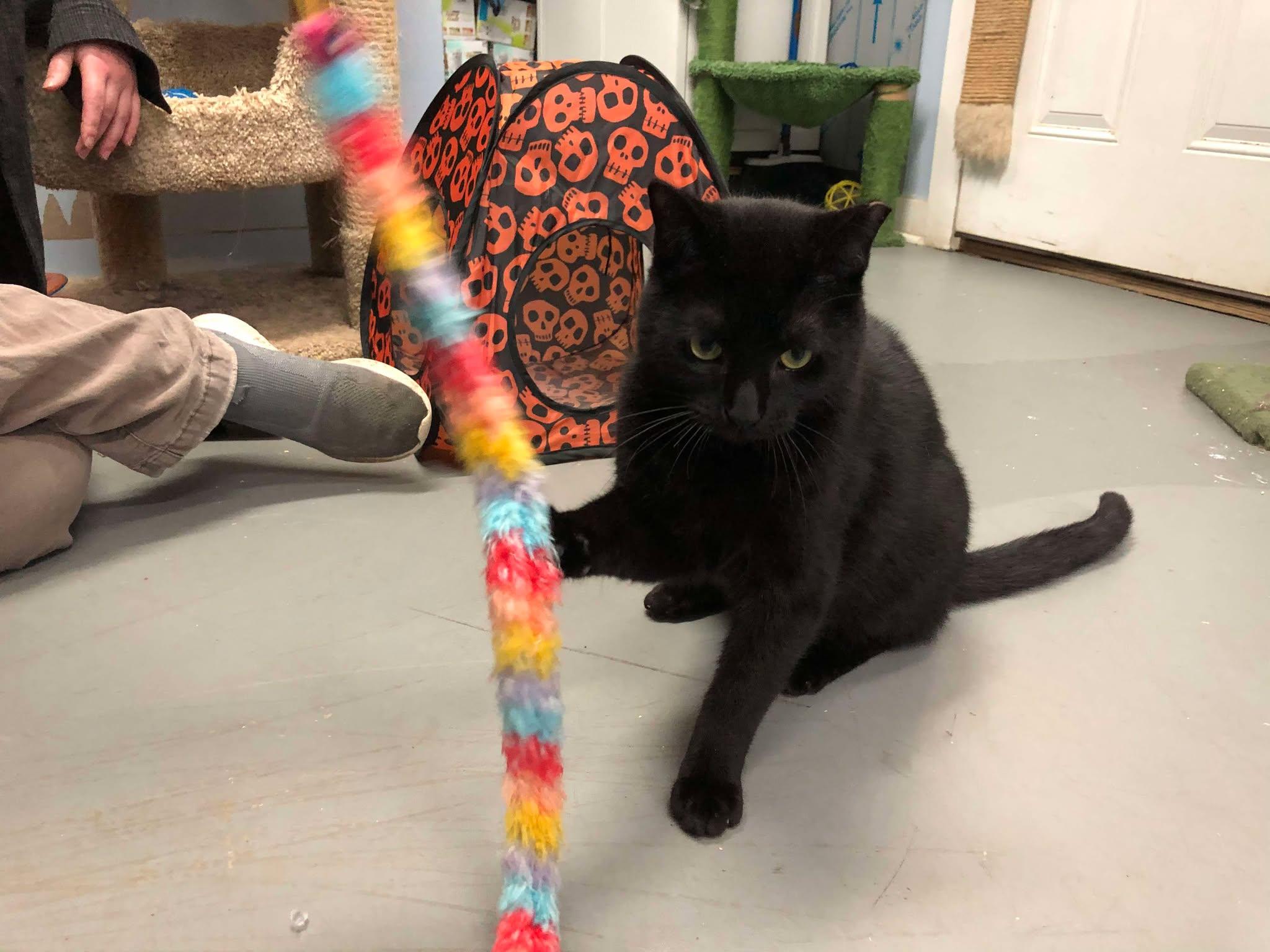 Enlarge Baja - Goofy Boy waiting patiently!, an adopted Domestic Short Hair in Lake Hopatcong, NJ image 5/6