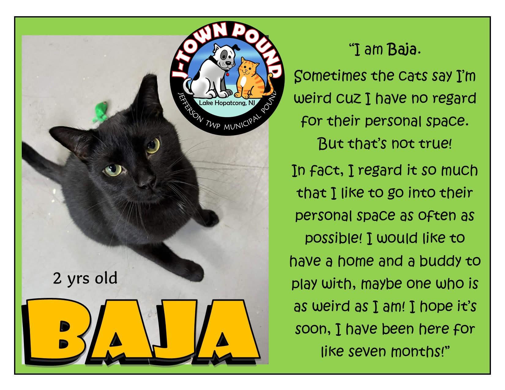 Enlarge Baja - Goofy Boy waiting patiently!, an adopted Domestic Short Hair in Lake Hopatcong, NJ image 6/6