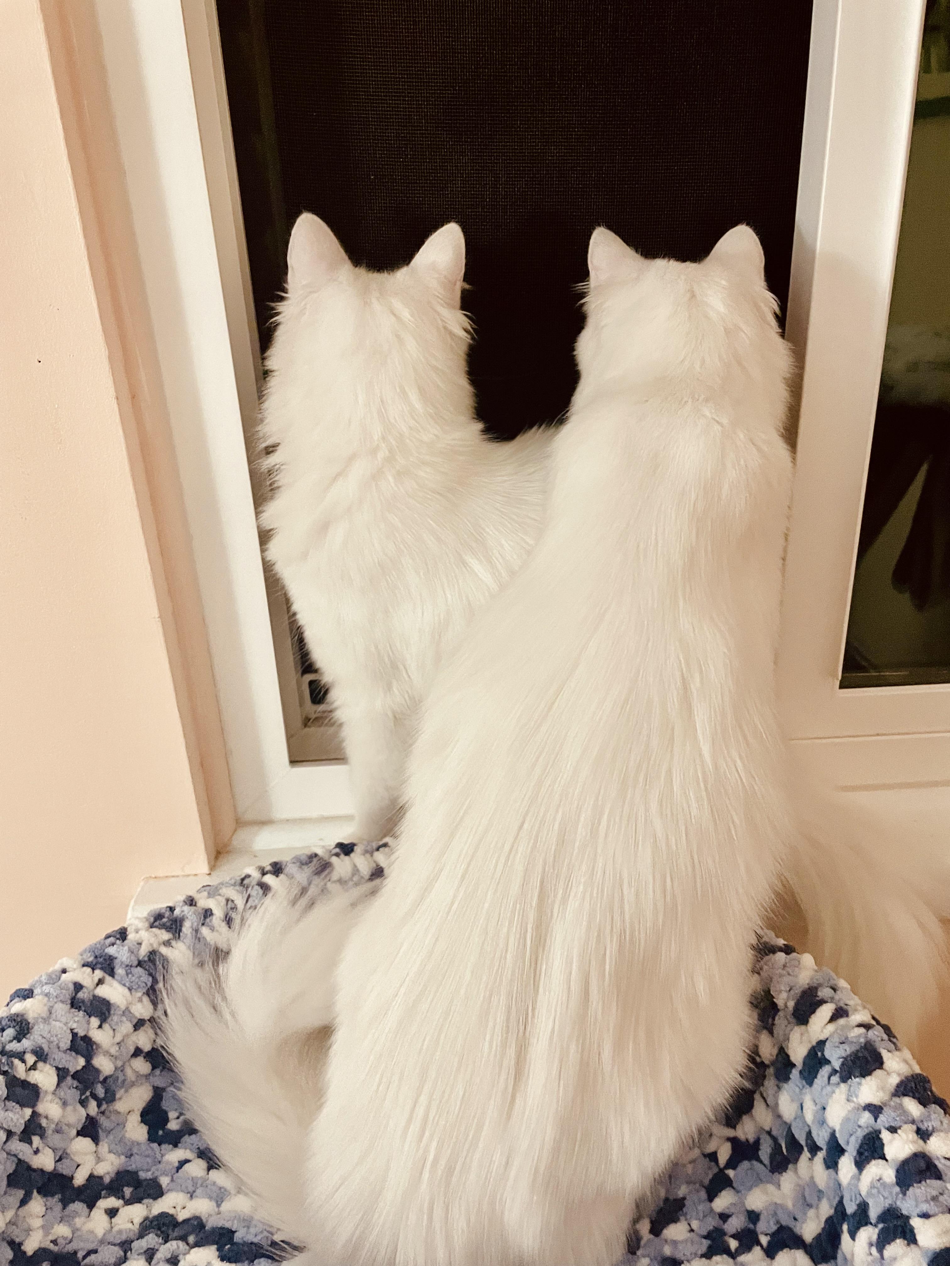 Blizzard and Wendi, the Sweetest Pearly Duo