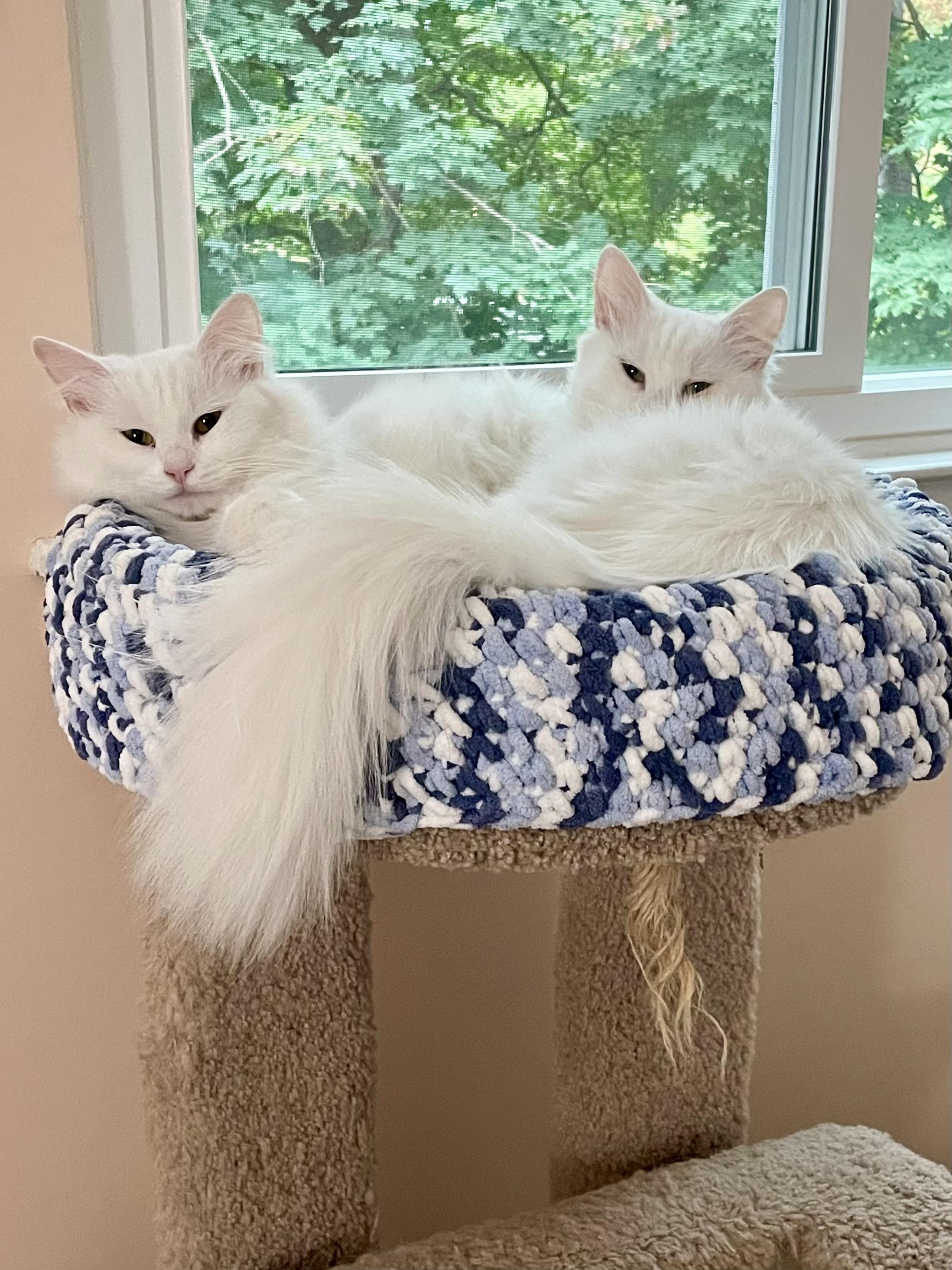 Blizzard And Wendi  thumbnail 3