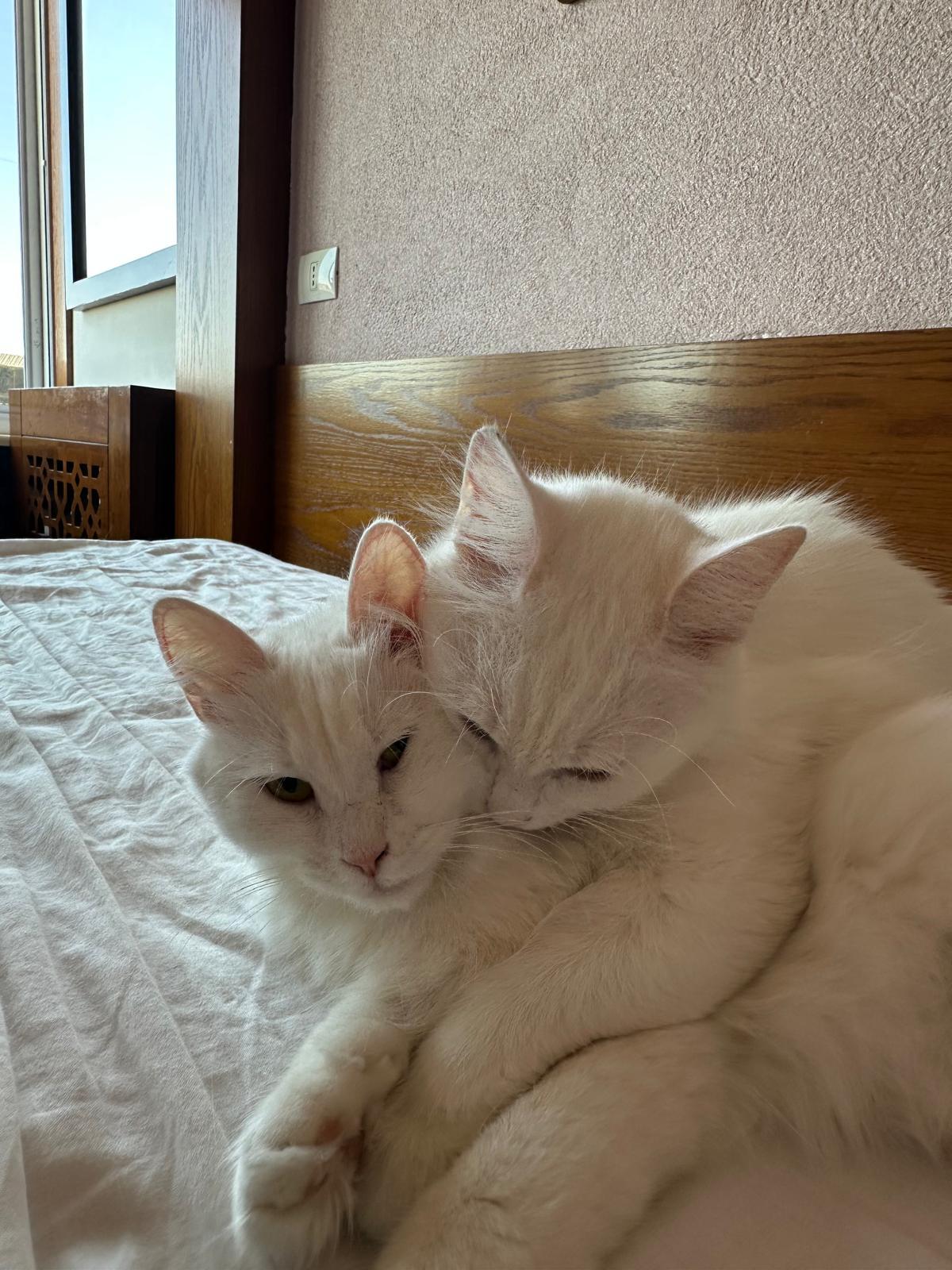 Blizzard and Wendi, the Sweetest Pearly Duo, a Adoptable mixed breed in Somerset, NJ image 5/6