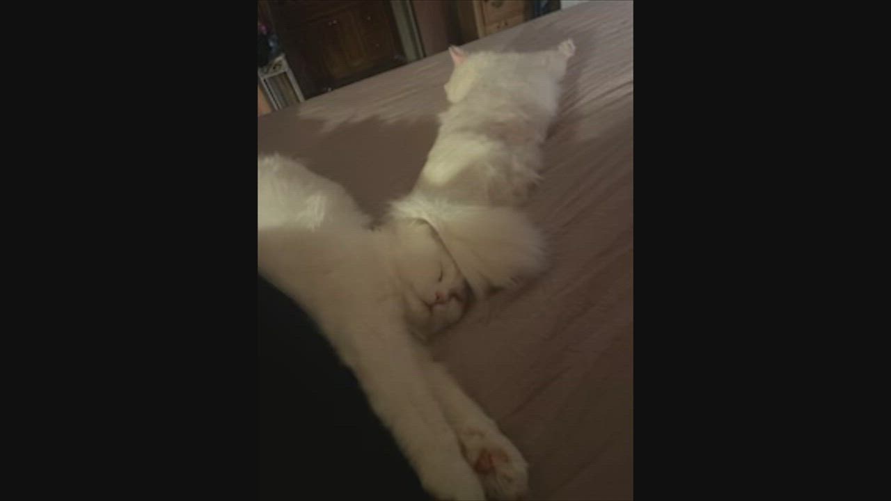 Enlarge Blizzard and Wendi, the Sweetest Pearly Duo, a Adoptable mixed breed in Somerset, NJ video 2/6