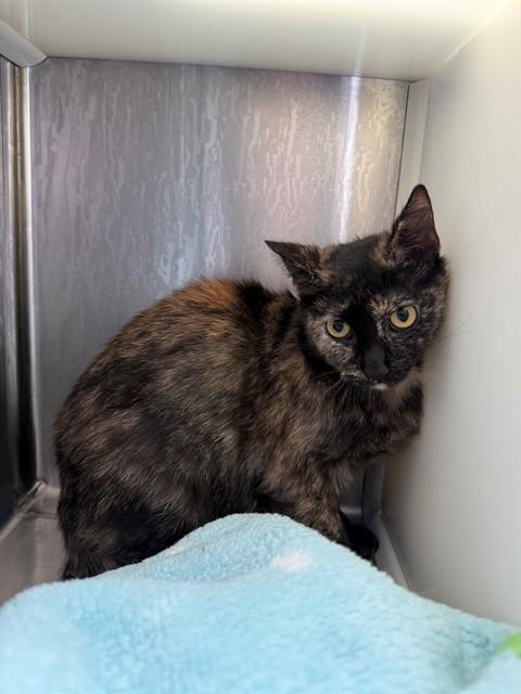 Enlarge CENA, a Adoptable Domestic Short Hair in Brighton, CO image 1/1