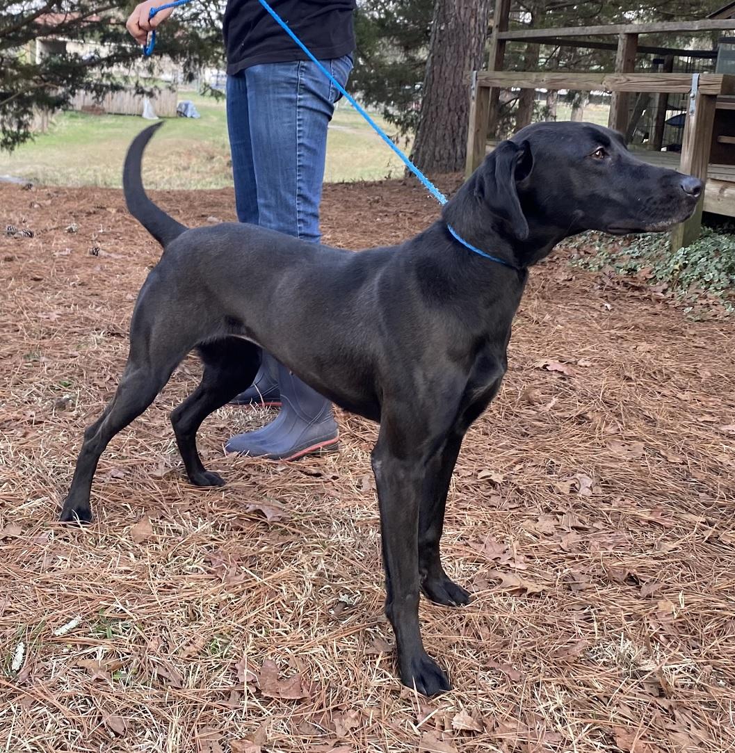 Belle #27, an adopted mixed breed in Killingworth, CT image 3/6