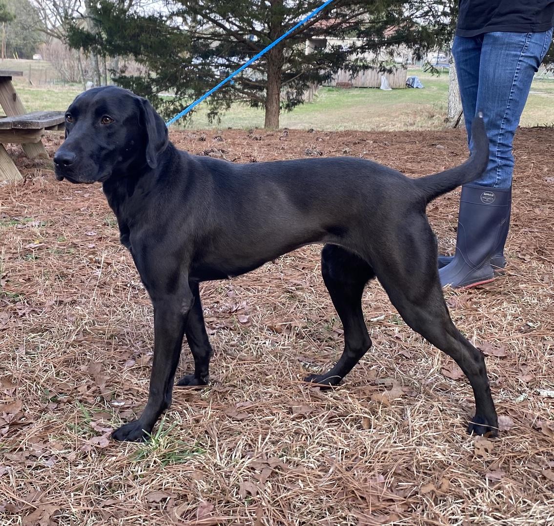 Belle #27, an adopted mixed breed in Killingworth, CT image 2/6