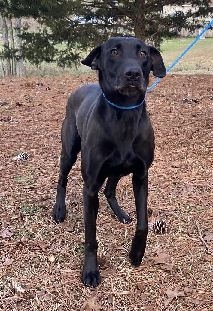 Belle #27, an adopted mixed breed in Killingworth, CT image 4/6