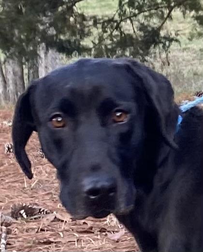 Belle #27, adopted, Young Female Black Labrador Retriever.