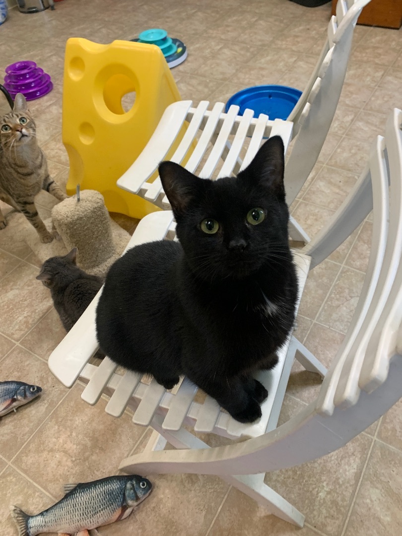 Pav, Adoptable, Adult Male Domestic Short Hair.
