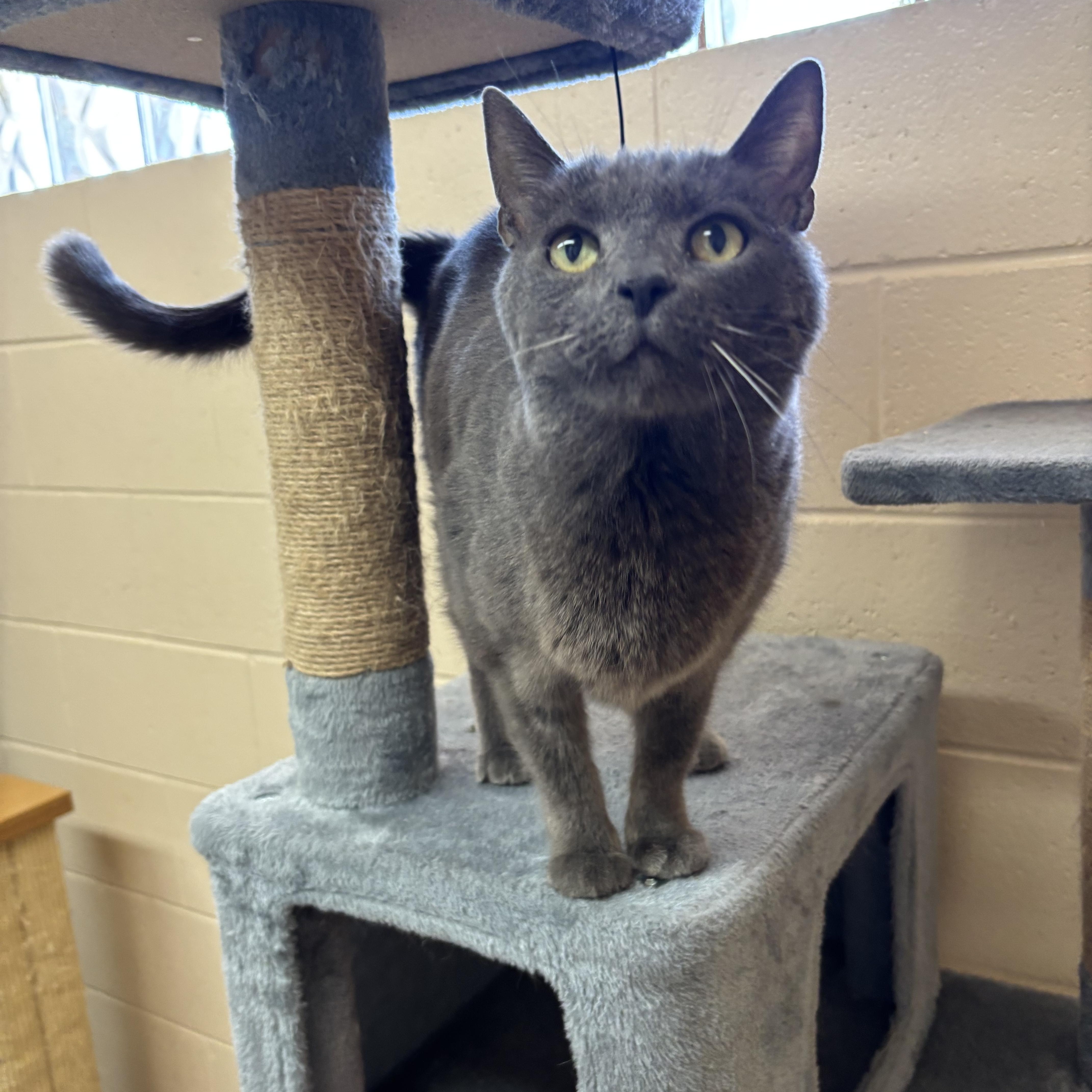 Tippy, adoptable, Young Male Domestic Short Hair.