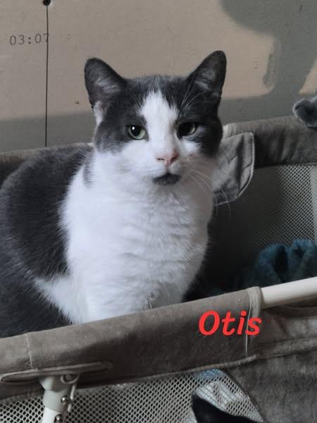 Enlarge Otis, a Adoptable Domestic Short Hair in Spencerville, ON image 1/2