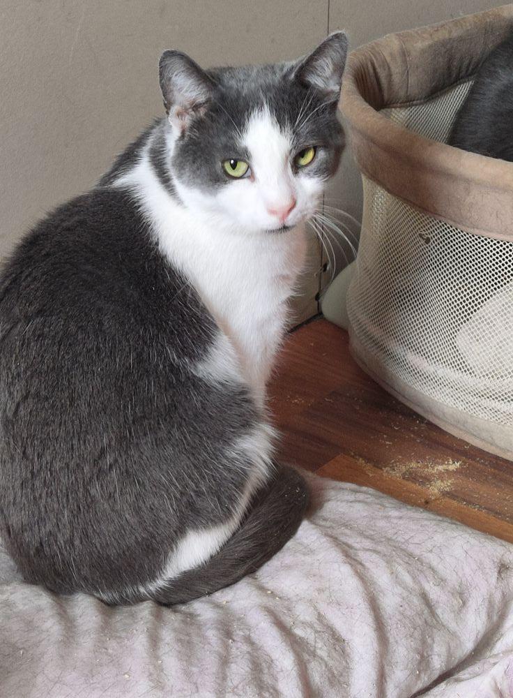 Otis, an adoptable Domestic Short Hair in Spencerville, ON, K0E 1X0 | Photo Image 2