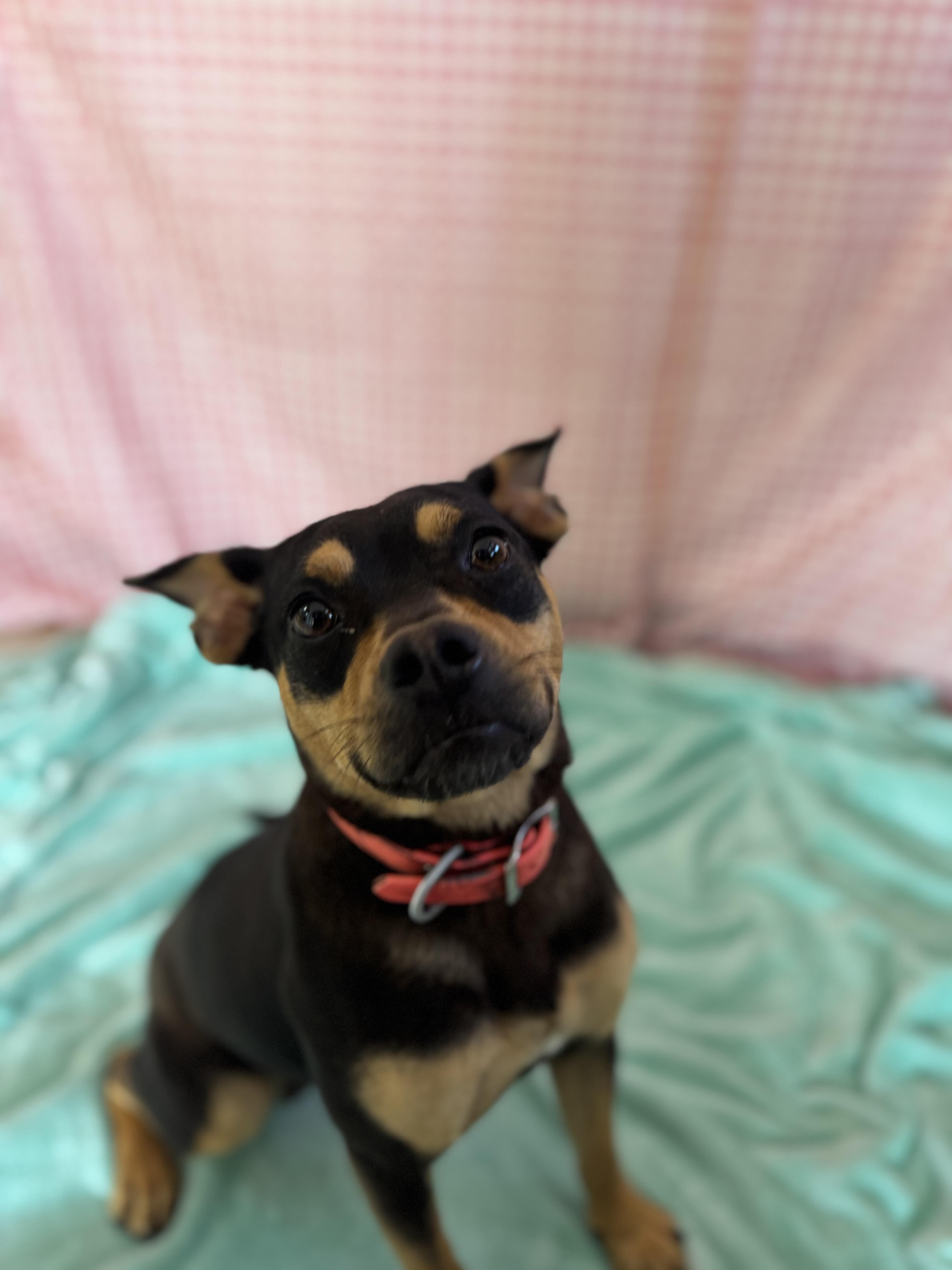 April , adopted, Adult Female Mixed Breed.