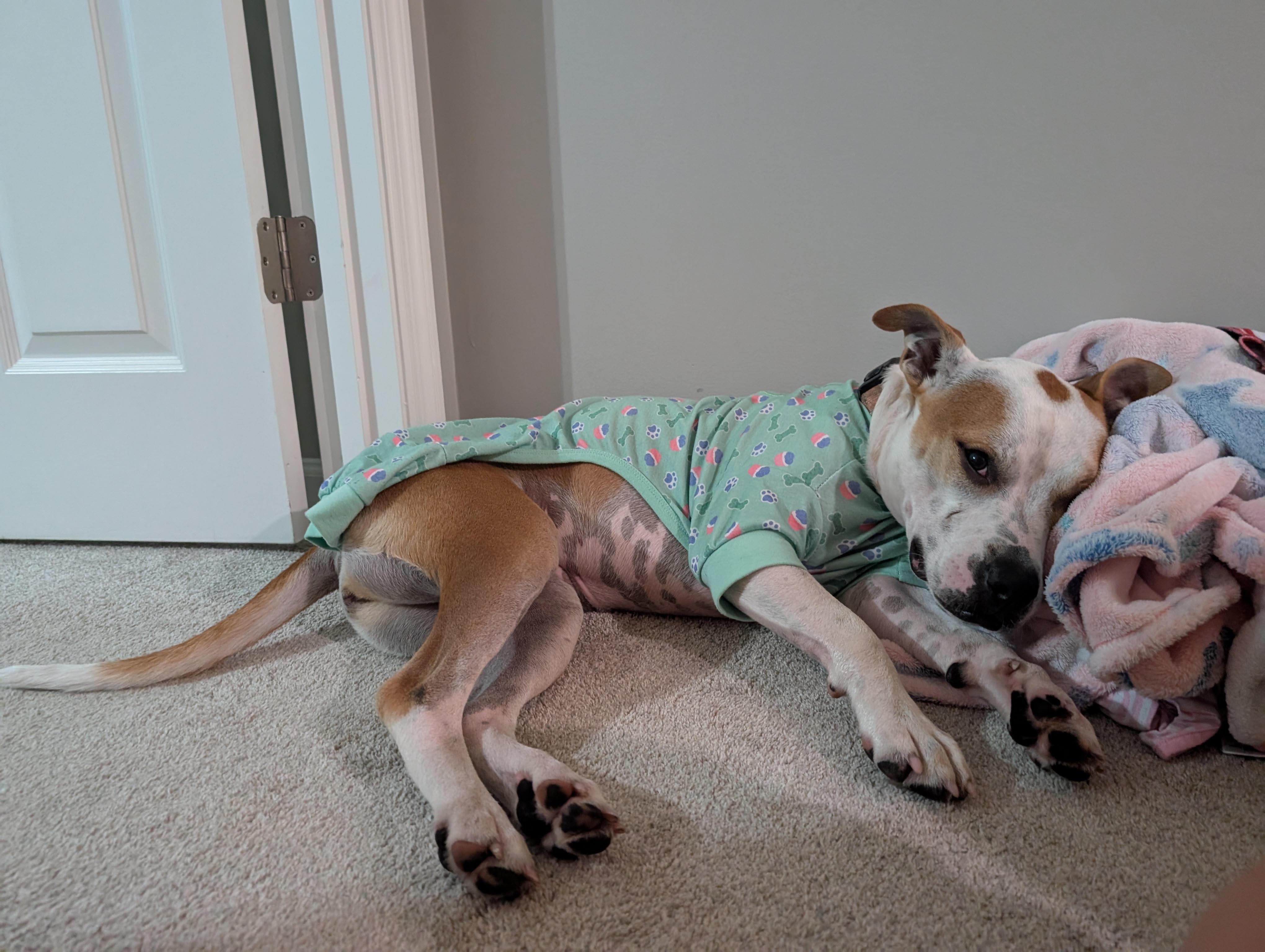 Bellissima, Adoptable, Young Female American Staffordshire Terrier.