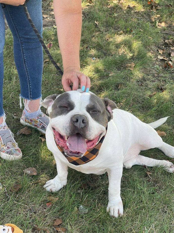 Mellow, Adult Male English Bulldog