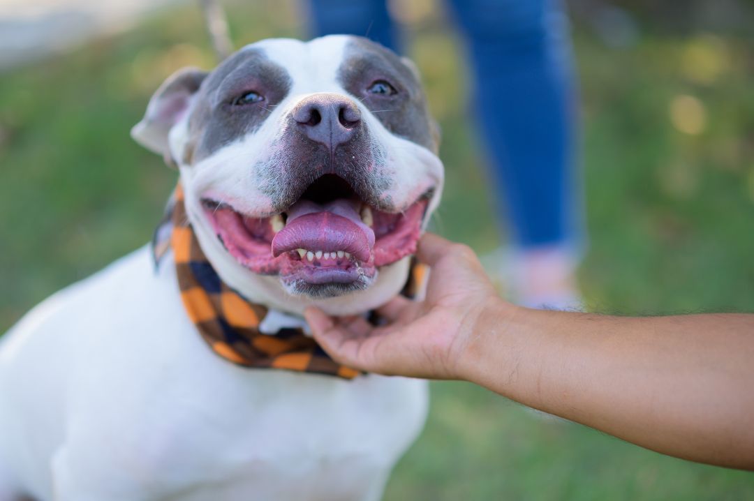 Mellow, a Adoptable mixed breed in Perth Amboy, NJ image 4/6