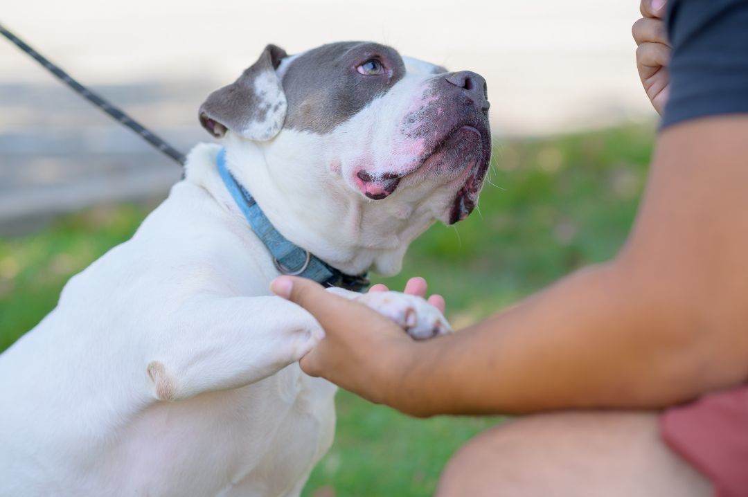 Mellow, a Adoptable mixed breed in Perth Amboy, NJ image 5/6