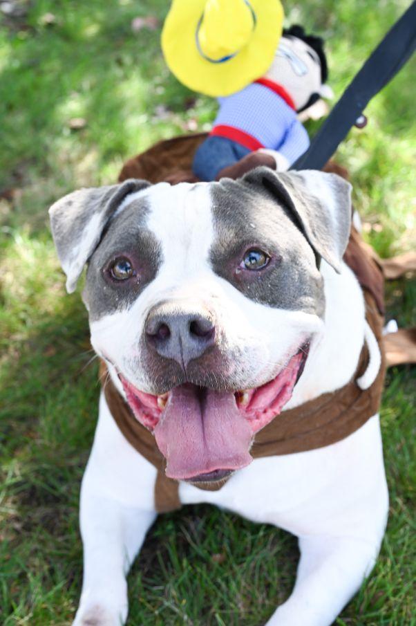 Mellow, Adoptable, Adult Male English Bulldog.