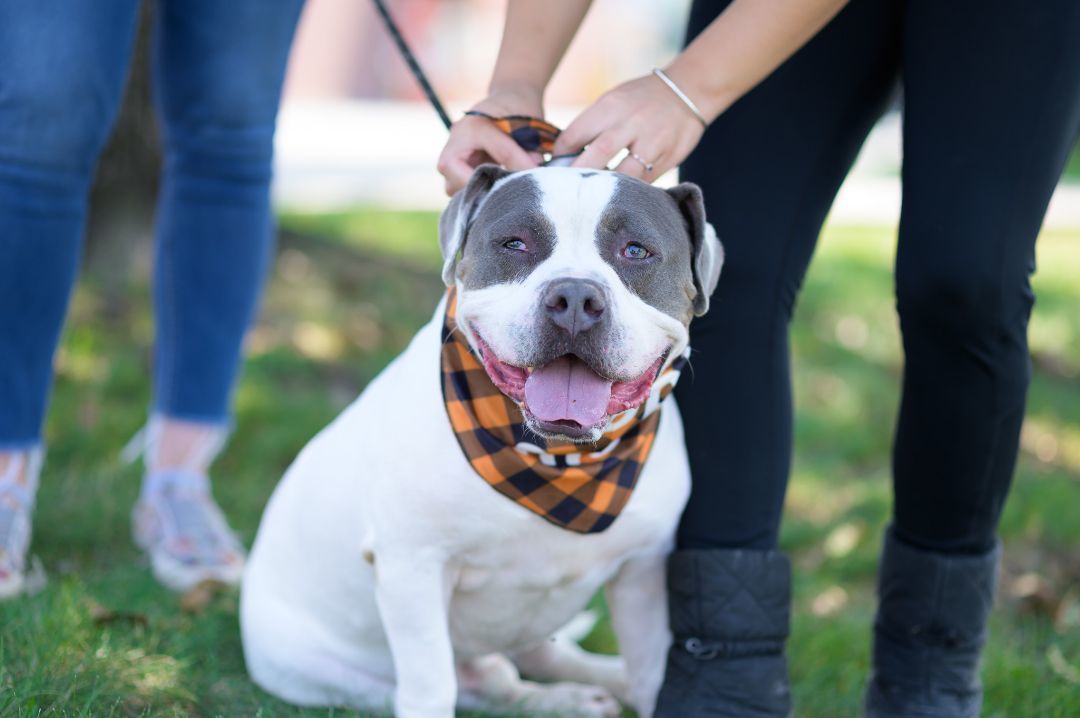 Mellow, a Adoptable mixed breed in Perth Amboy, NJ image 6/6