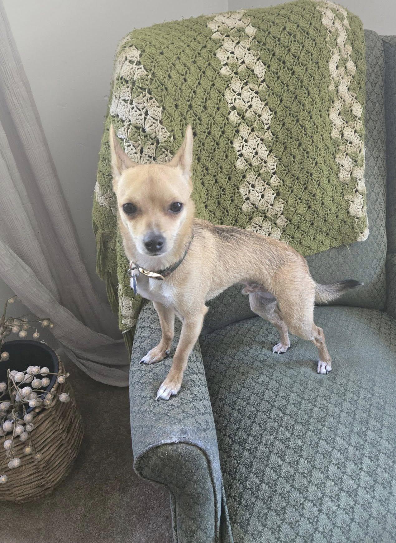 Enlarge Hogan, a ADOPTABLE Chihuahua in Silver Spring, MD image 2/5