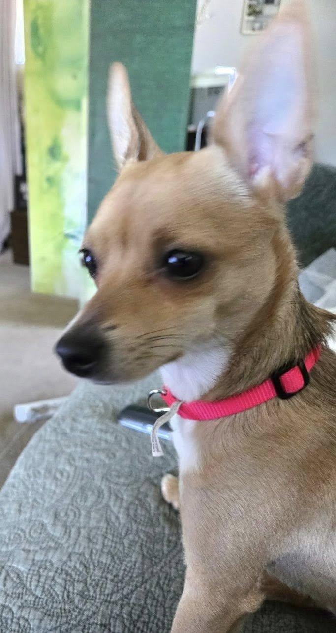 Enlarge Hogan, a ADOPTABLE Chihuahua in Silver Spring, MD image 5/5