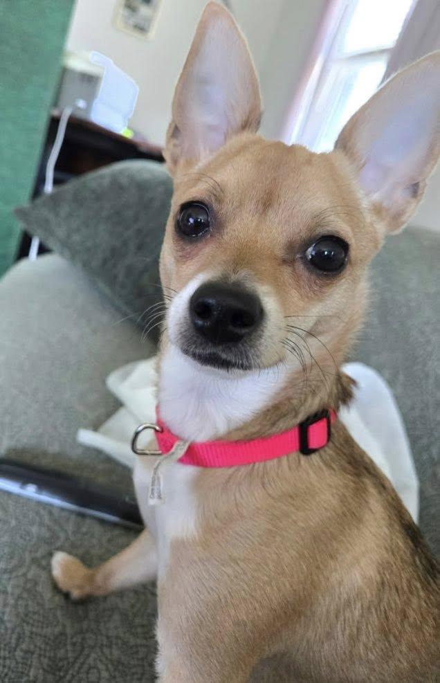 Hogan, ADOPTABLE, Young Male Chihuahua.