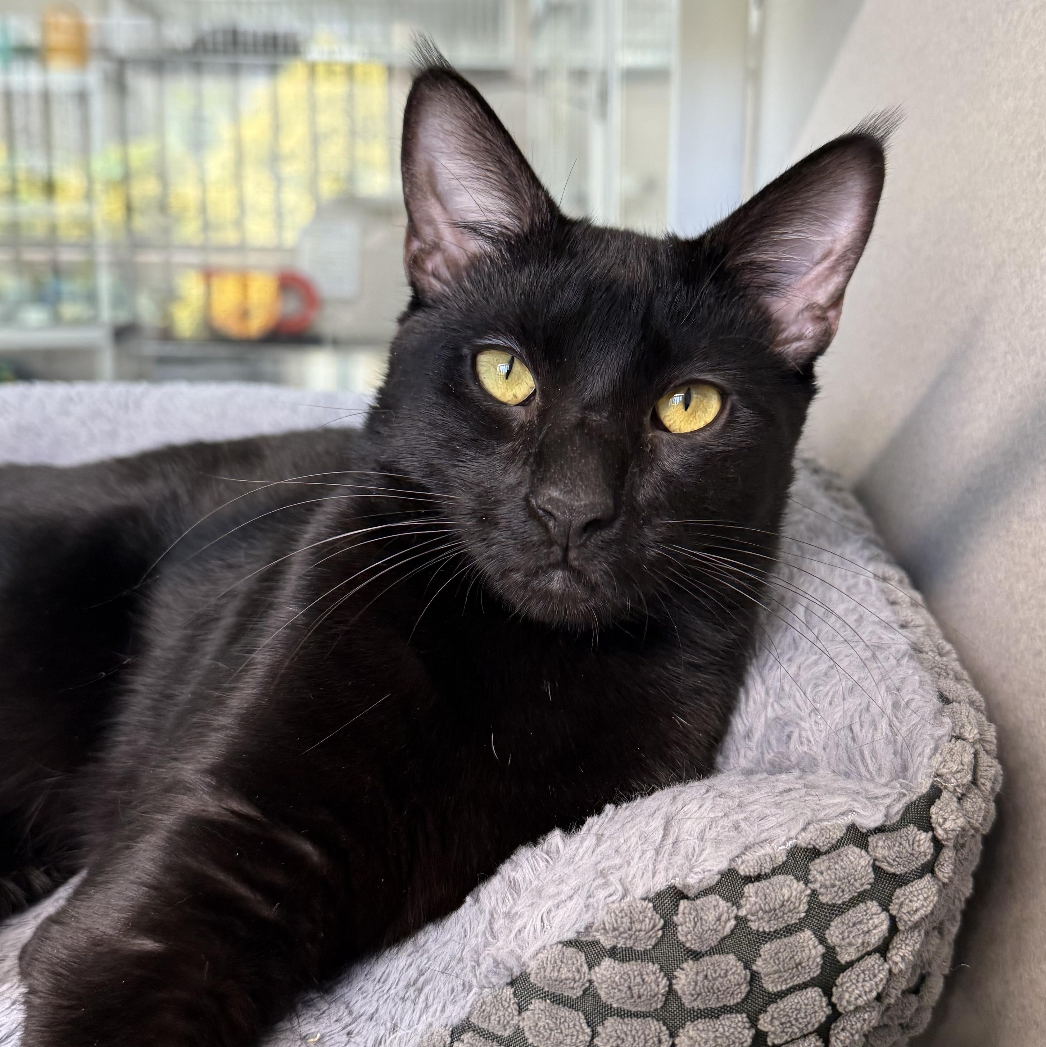 Arthur, Adoptable, Kitten Male Domestic Short Hair.