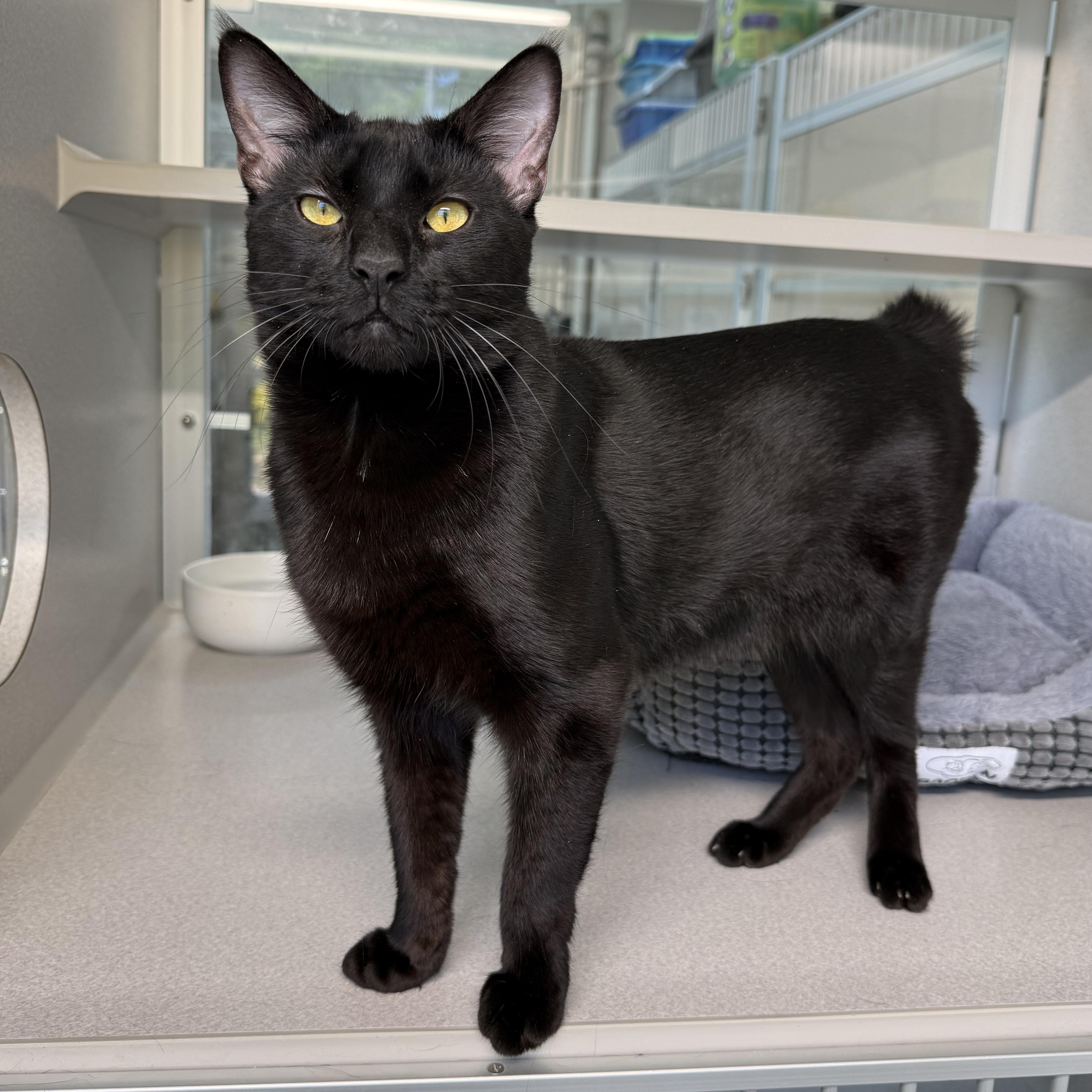 Enlarge Arthur, a Adoptable mixed breed in West Milford, NJ image 2/2